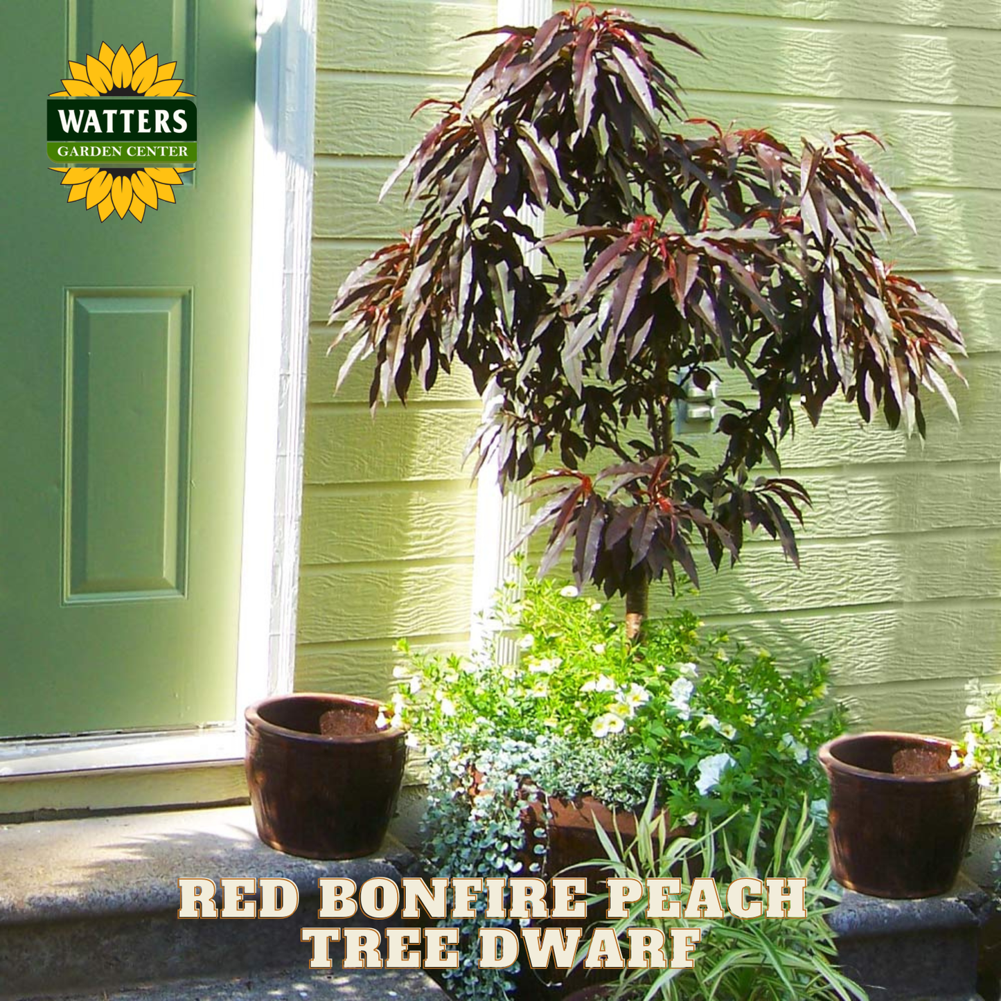 Potted plant in front of a green door with 'Watters Garden Center' logo.