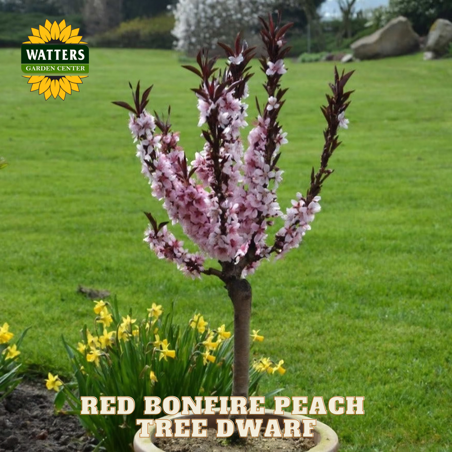 Red Bonefire Peach Tree Dwarf with Watters Garden Center logo on a grassy background