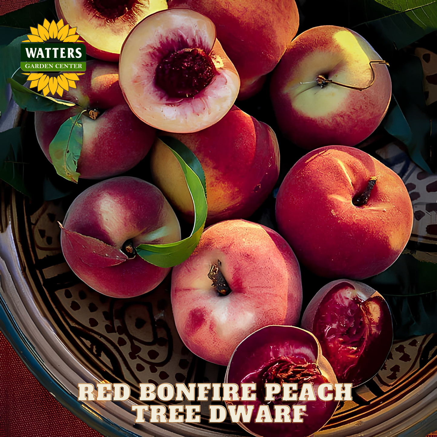 Red Bonfire peaches on a decorative plate with Watters Garden Center branding.