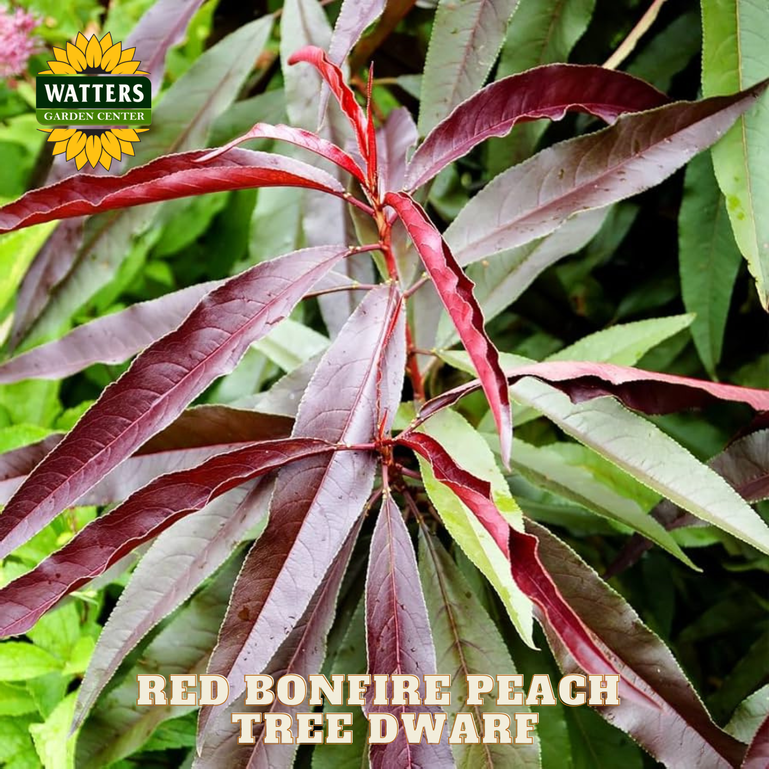 Red bonfire peach tree with green leaves and Watters Garden Center logo.