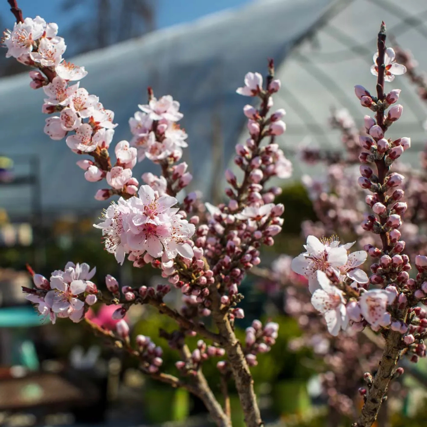 Close-up of pink cherry blossoms with a blurred background