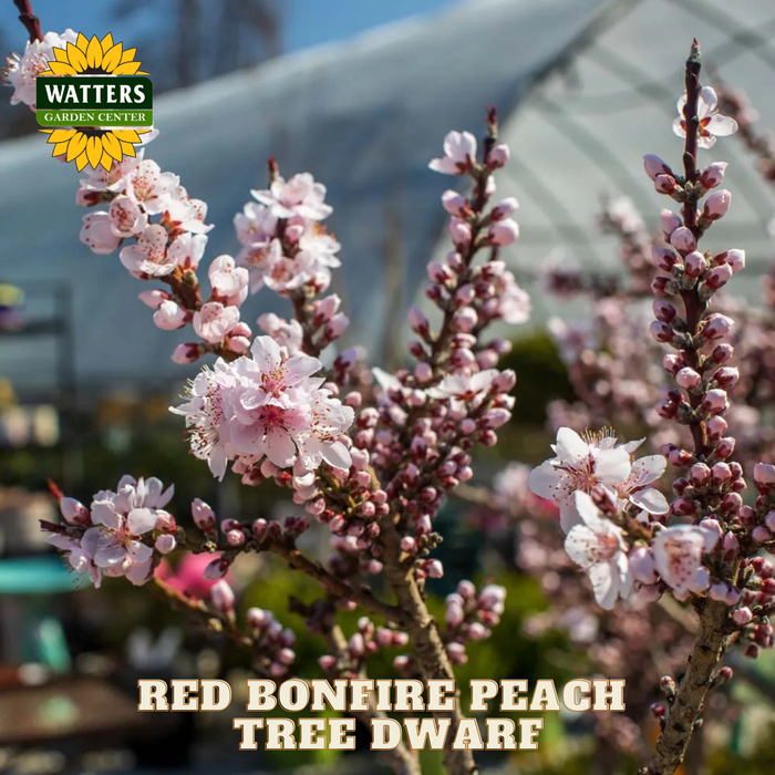 Pink blossoms of a Red Bonefire Peach Tree Dwarf with Watters Garden Center logo.