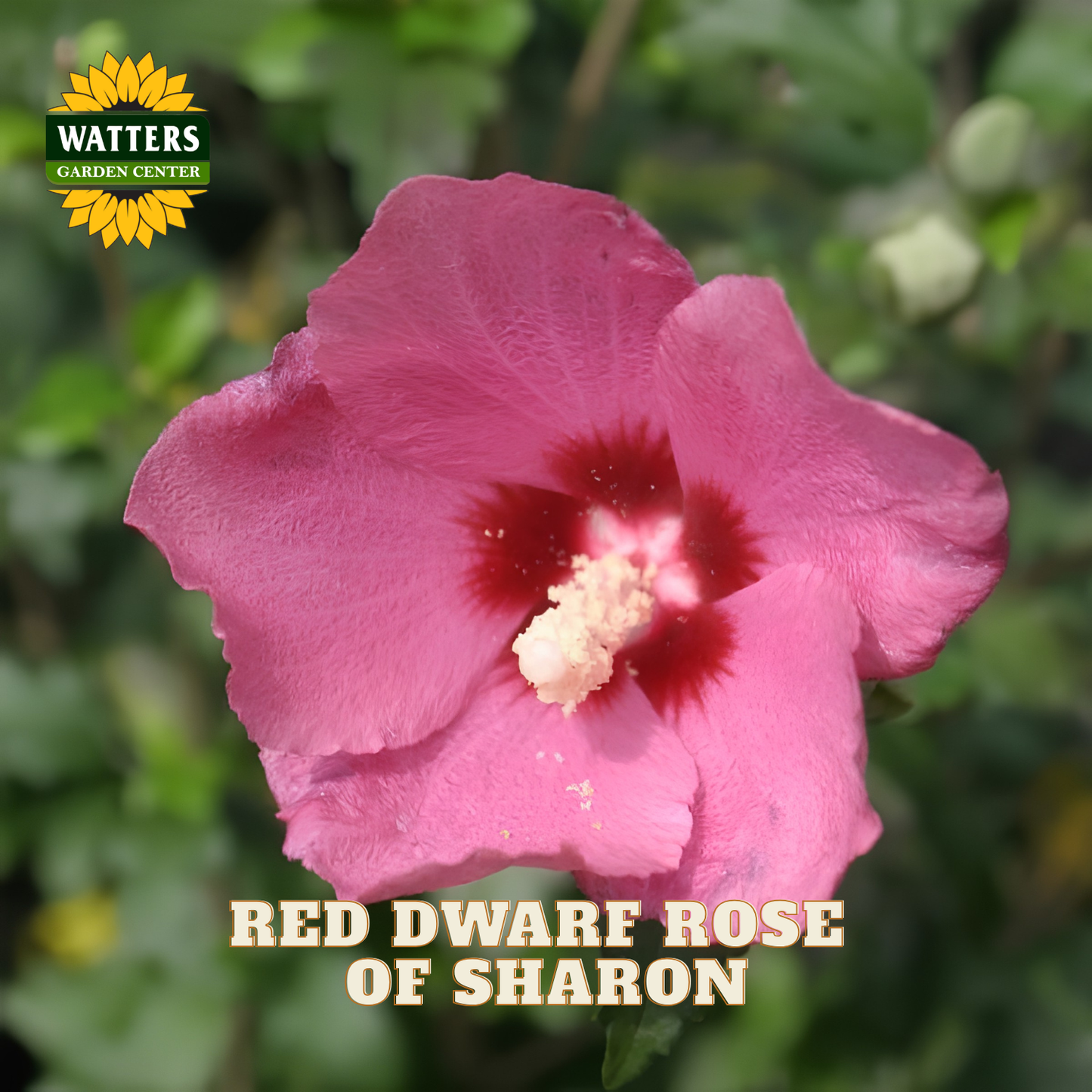 A single pink hibiscus flower with a deep red center and pale yellow stamen cluster, photographed outdoors against a blurred green garden background. The Watters Gardens Center logo appears in the top left, and the text 'RED DWARF ROSE OF SHARON' is overlaid at the bottom.