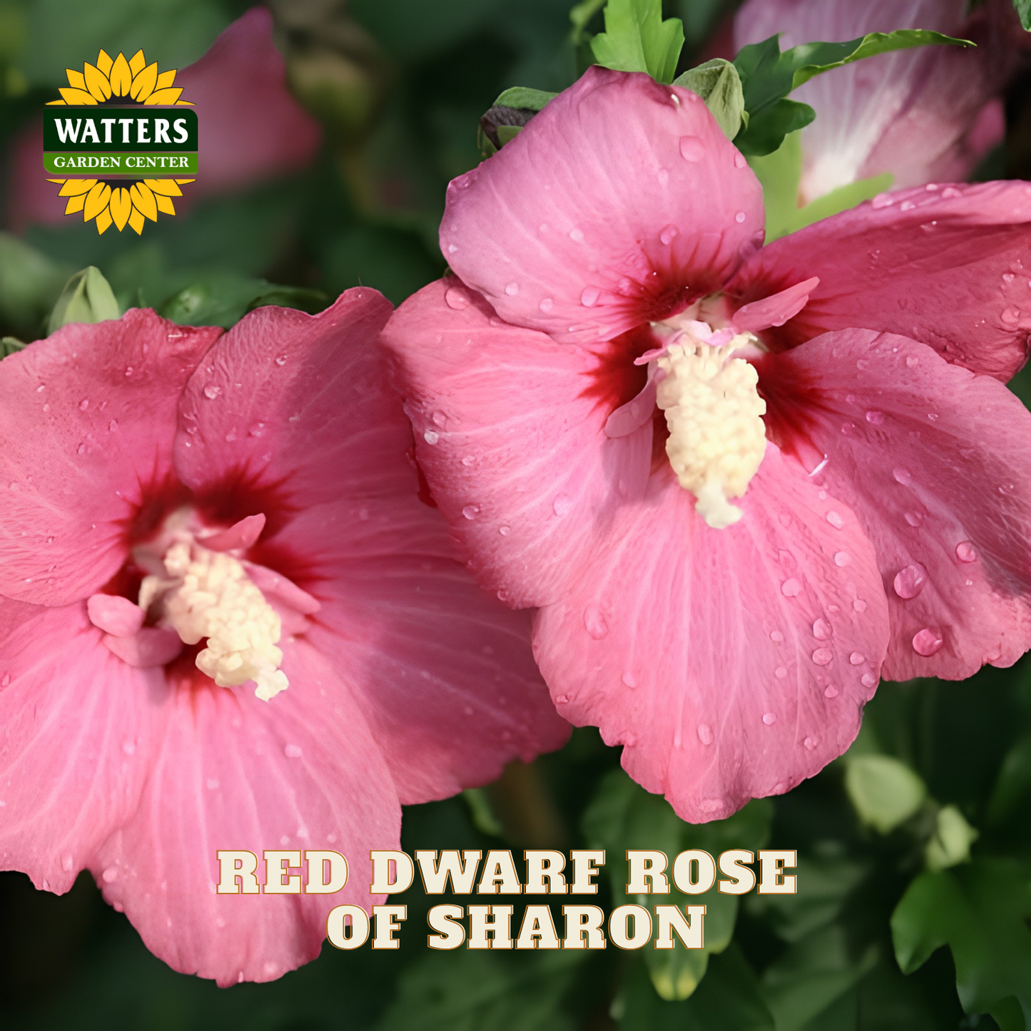 Two pink hibiscus flowers with water droplets on their petals, set against a background of green leaves. The Watters Garden Center logo is in the top-left corner, and the text 'RED DWARF ROSE OF SHARON' is at the bottom.