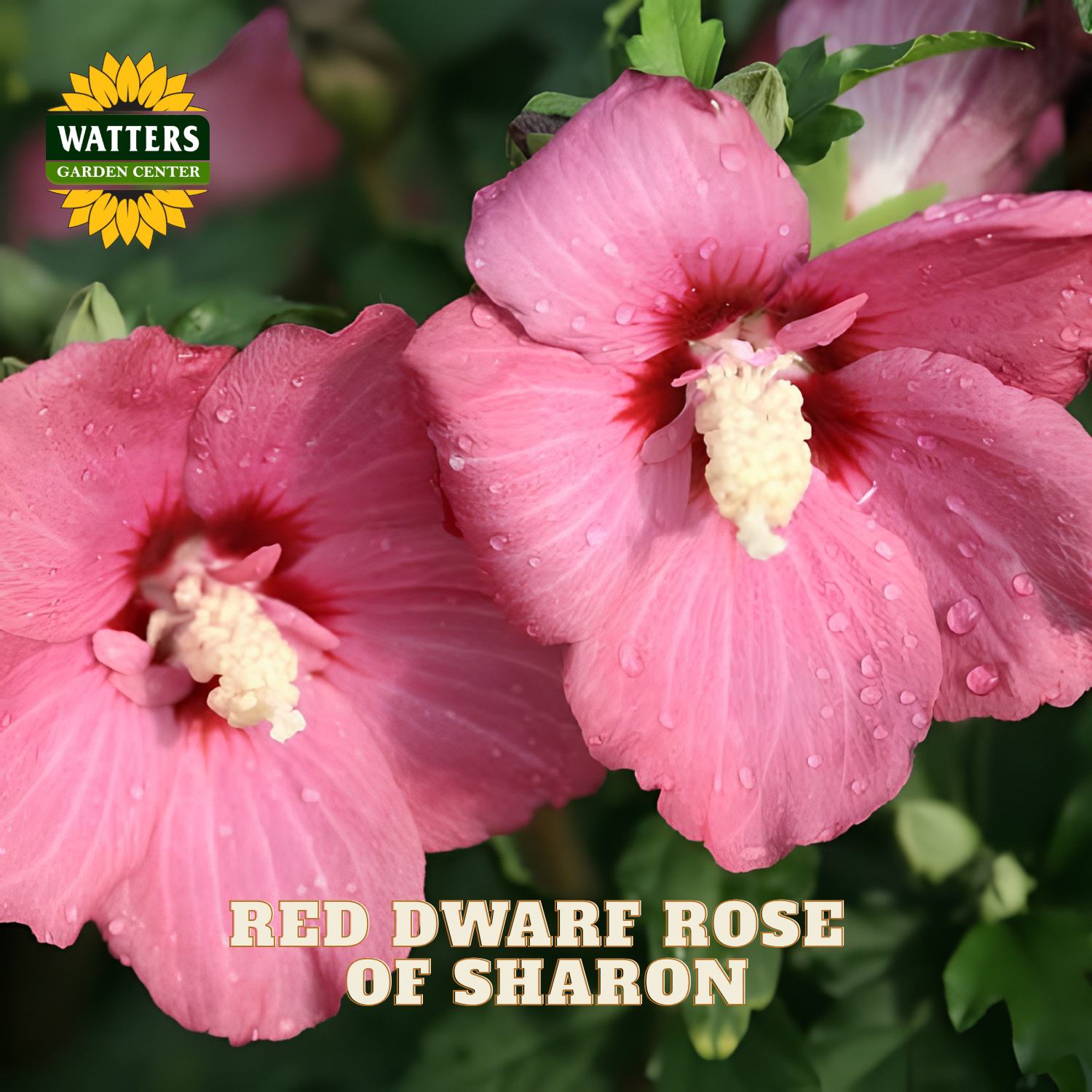 Two pink hibiscus flowers with water droplets on their petals, set against a background of green leaves. The Watters Garden Center logo is in the top-left corner, and the text 'RED DWARF ROSE OF SHARON' is at the bottom.