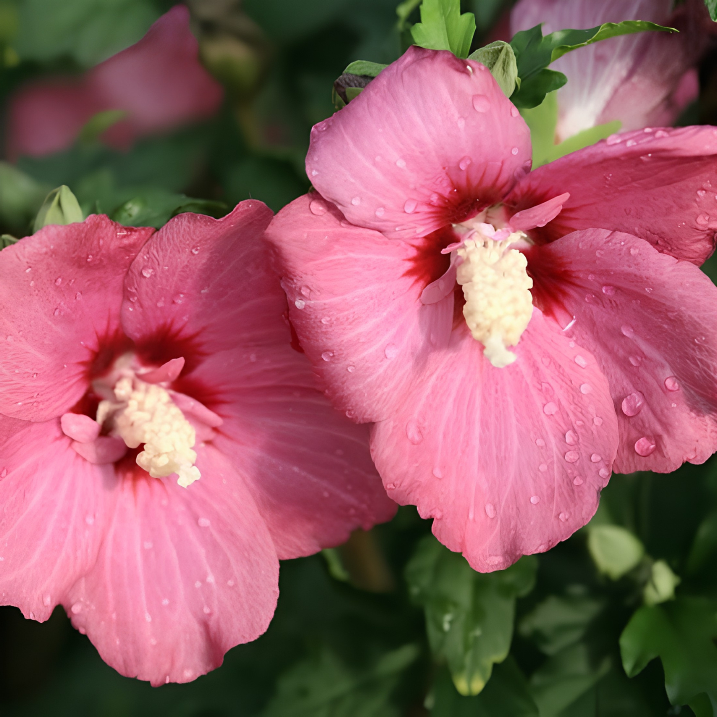 Close-up of two pink hibiscus flowers with water droplets on their petals, set against a background of green leaves.