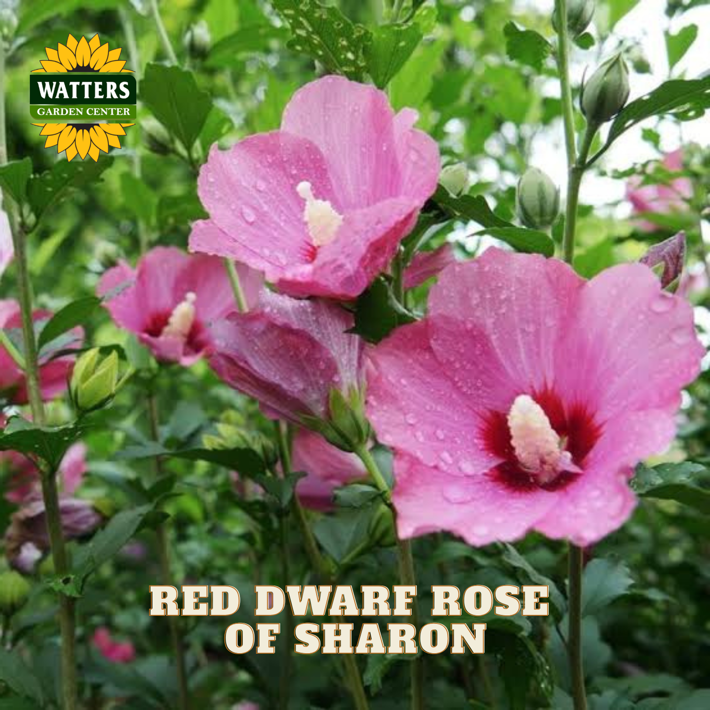 Pink hollyhock flowers with water droplets growing in a garden, with the text 'RED DWARF ROSE OF SHARON' and a 'WATTERS GARDEN CENTER' logo.