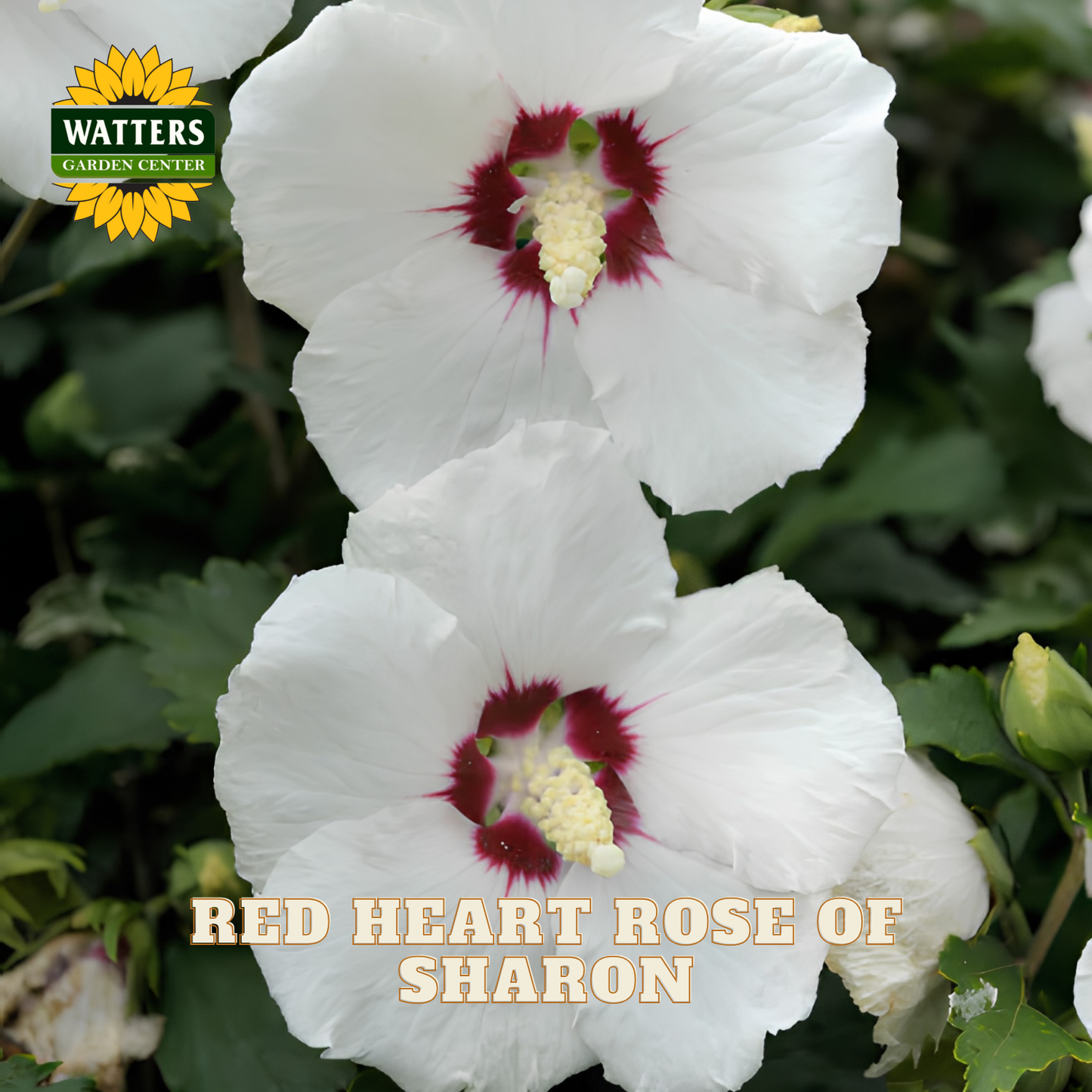 Two large white hibiscus flowers with deep red centers and pale yellow stamens growing among green leaves, with the text 'RED HEART ROSE OF SHARON' and a 'WATTERS GARDEN CENTER' logo overlaid.