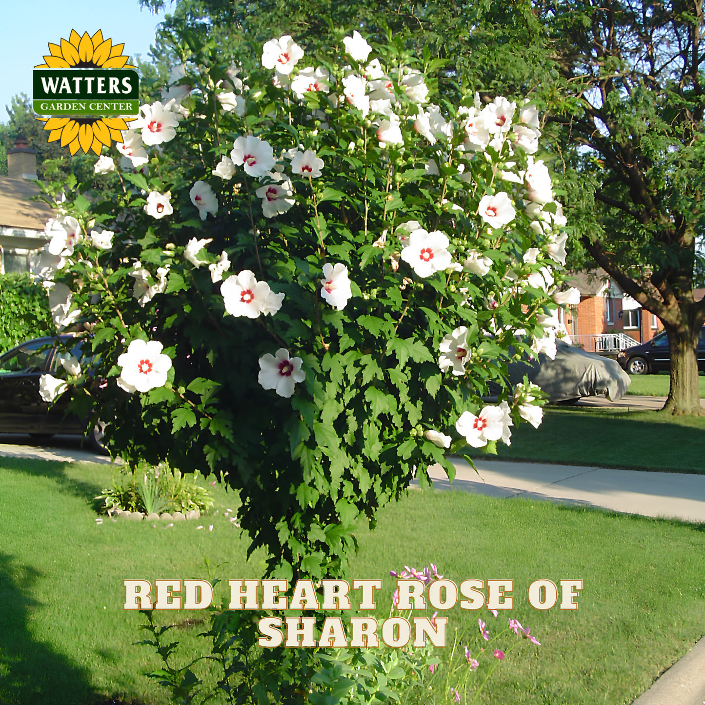 A flowering climbing plant with many white blossoms and green leaves, shown outdoors on a lawn with trees and houses in the background. Text on the image reads 'RED HEART ROSE OF SHARON' and a Watters Garden Centers logo appears in the top left.