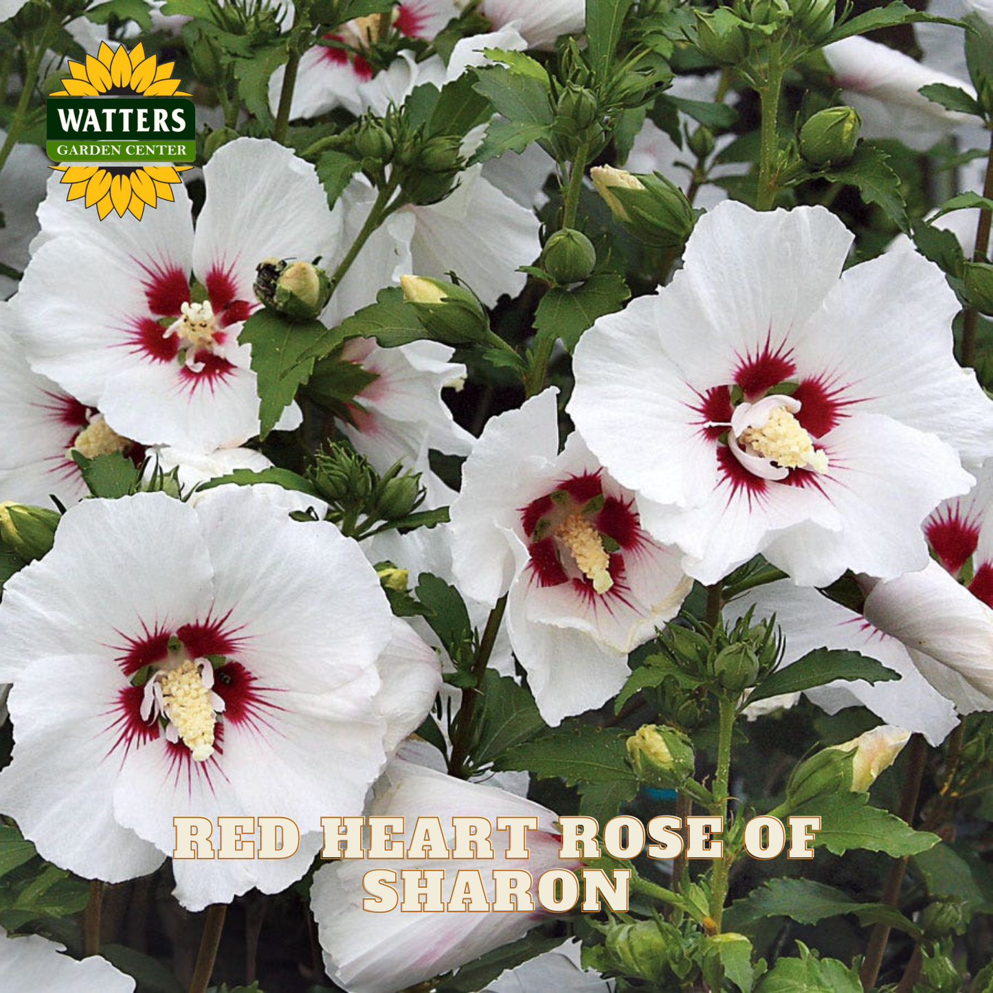 White hollyhock flowers with red and yellow centers growing in a dense bush, with the text 'RED HEART ROSE OF SHARON' and a 'WATTERS GARDEN CENTER' logo.