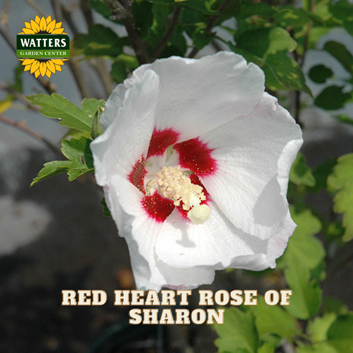 A white hibiscus flower with a red center and pale yellow stamen cluster, growing among green leaves. The Watters Garden Centers logo appears in the top left, and the text 'RED HEART ROSE OF SHARON' appears at the bottom.