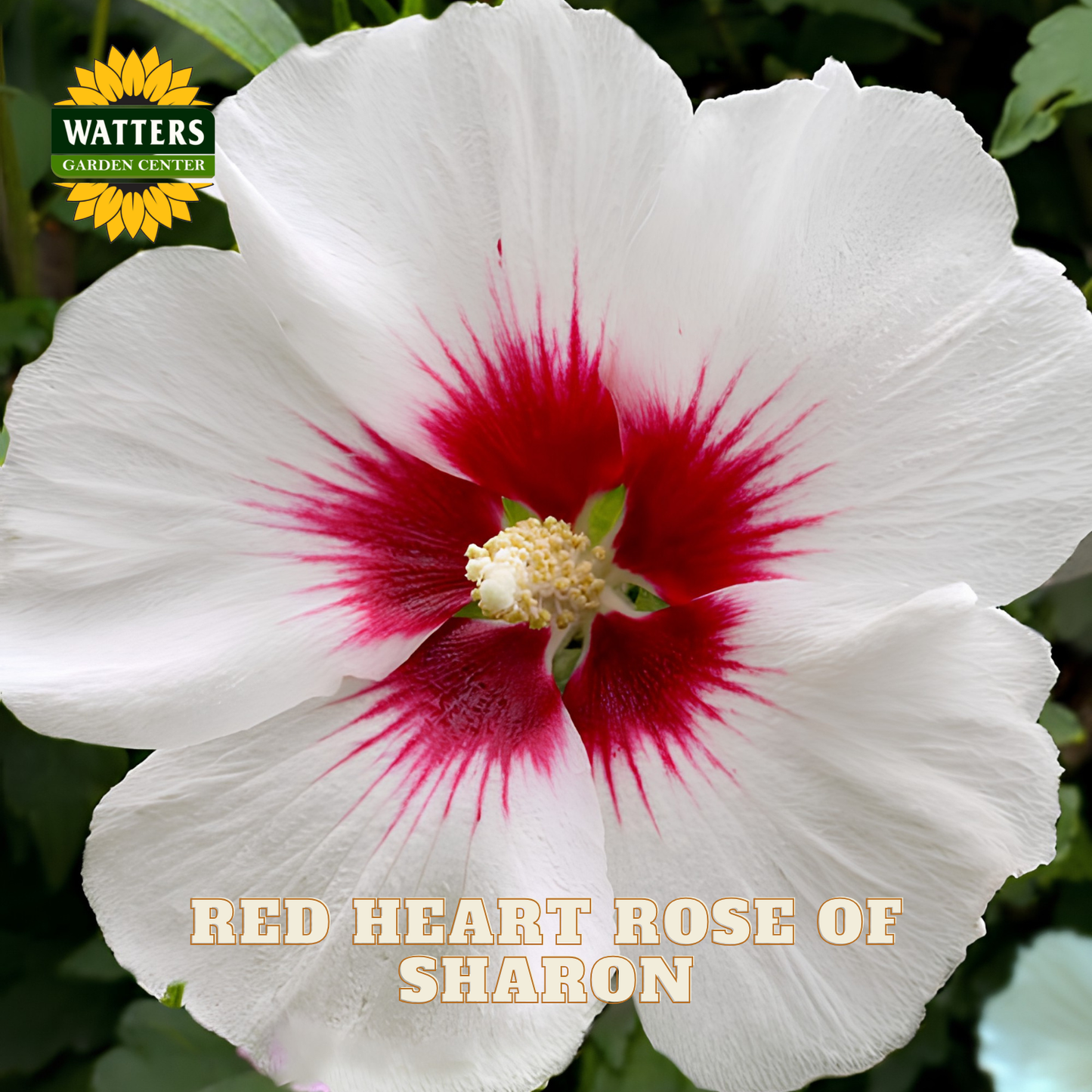 A close-up of a white hibiscus flower with a deep red center and yellow stamens, with green foliage in the background. A Watters Garden Center logo appears in the top left, and the text 'RED HEART ROSE OF SHARON' is overlaid at the bottom.