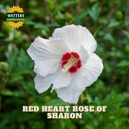 A white hibiscus flower with a red center, labeled 'RED HEART ROSE OF SHARON,' shown against a blurred green garden background. The Watters Garden Centers logo appears in the top left, and the text 'RED HEART ROSE OF SHARON' appears at the bottom.