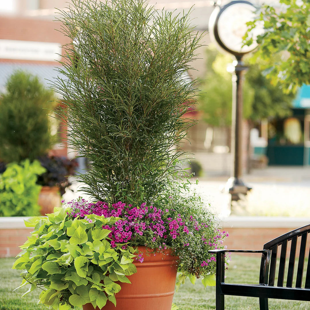 Fine Line® Buckthorn (Rhamnus frangula 'Ron Williams') - 3 gallon 24"