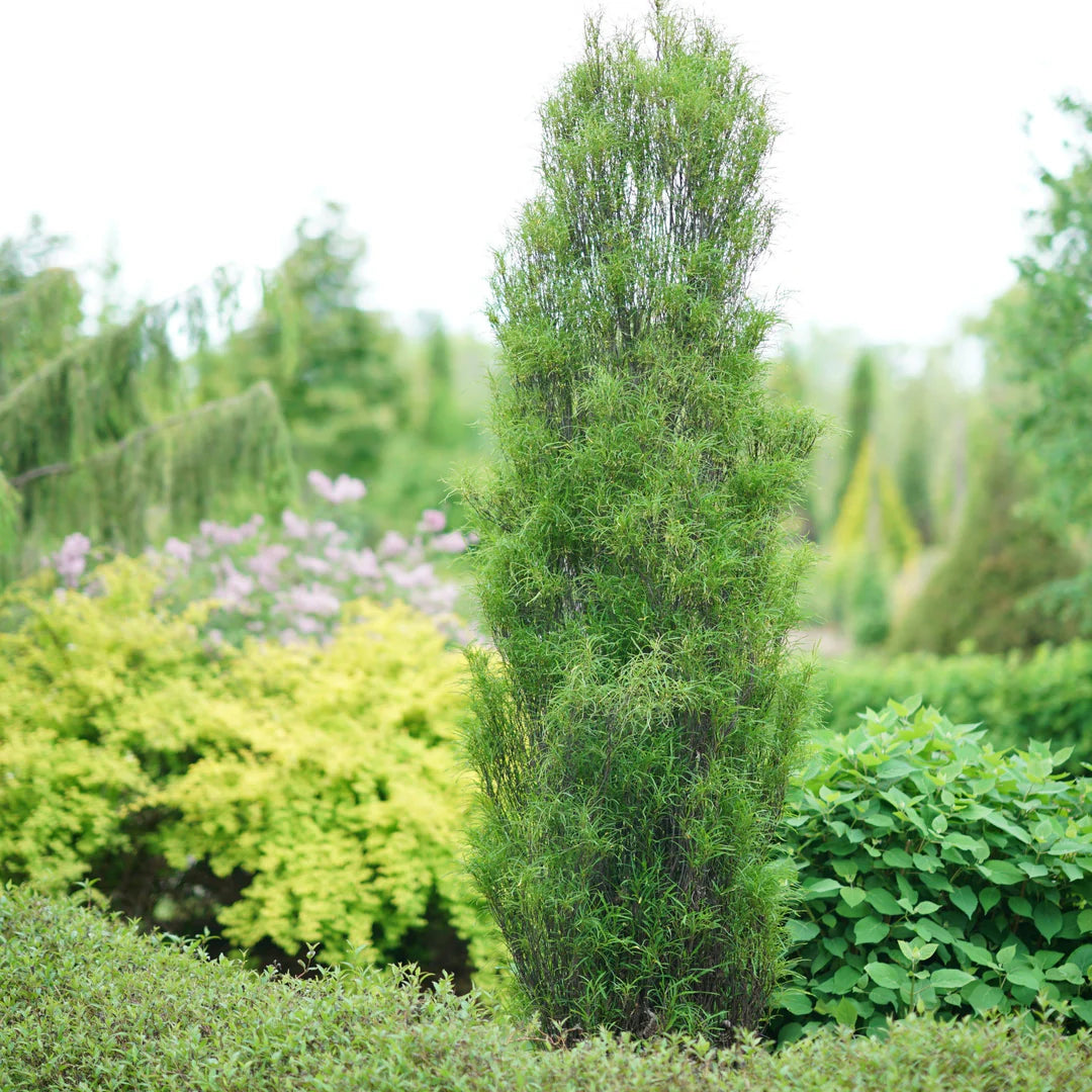 Fine Line® Buckthorn (Rhamnus frangula 'Ron Williams') - 3 gallon 24"