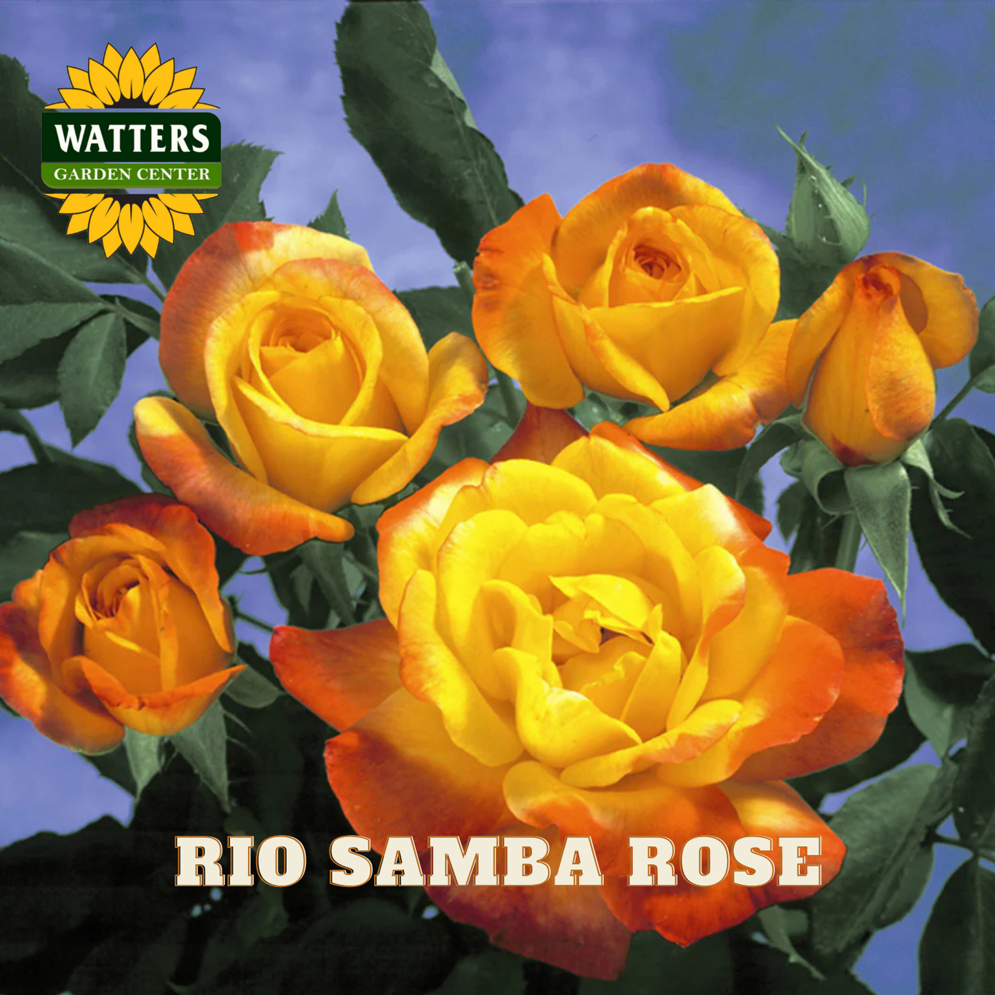 Rio Samba Rose with Watters Garden Center logo on a blue background