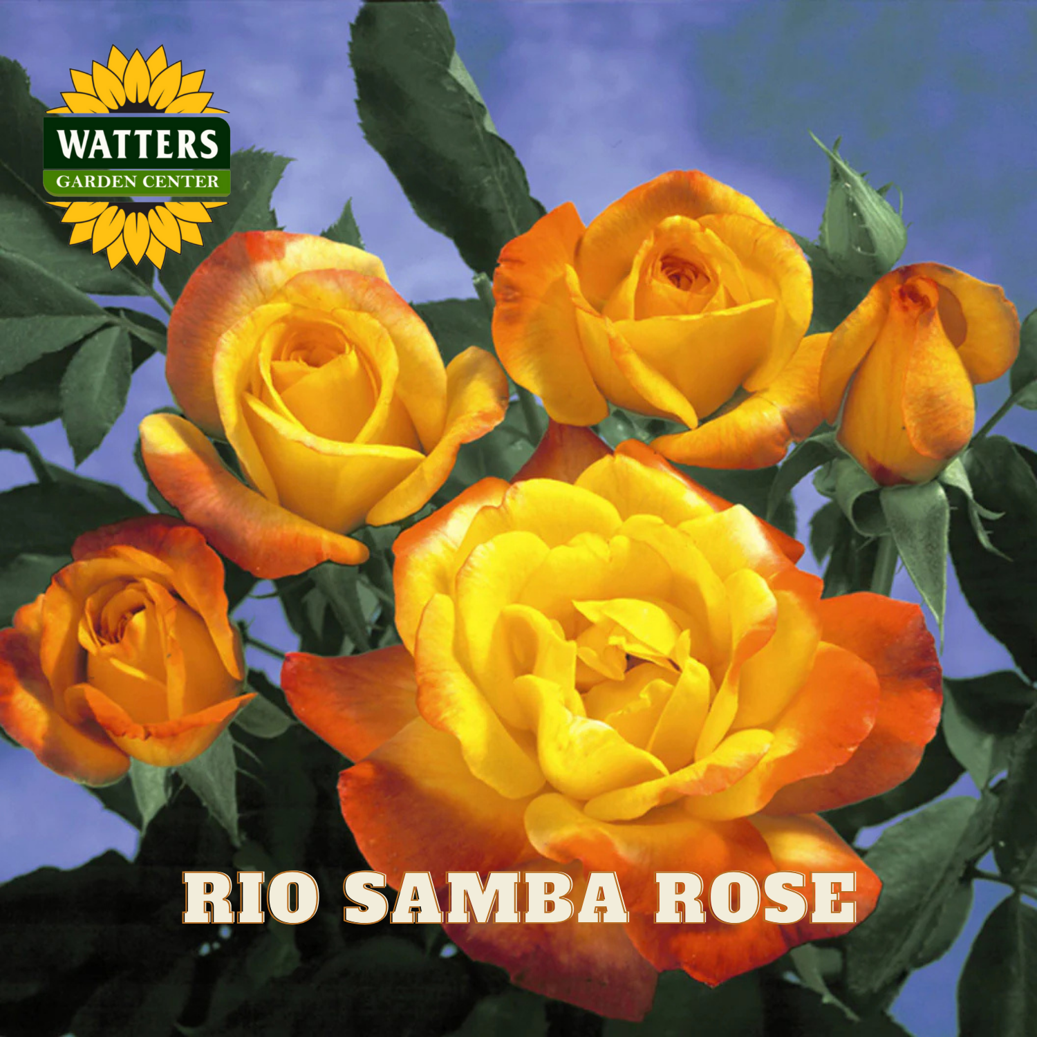 Rio Samba Rose with Watters Garden Center logo on a blue background
