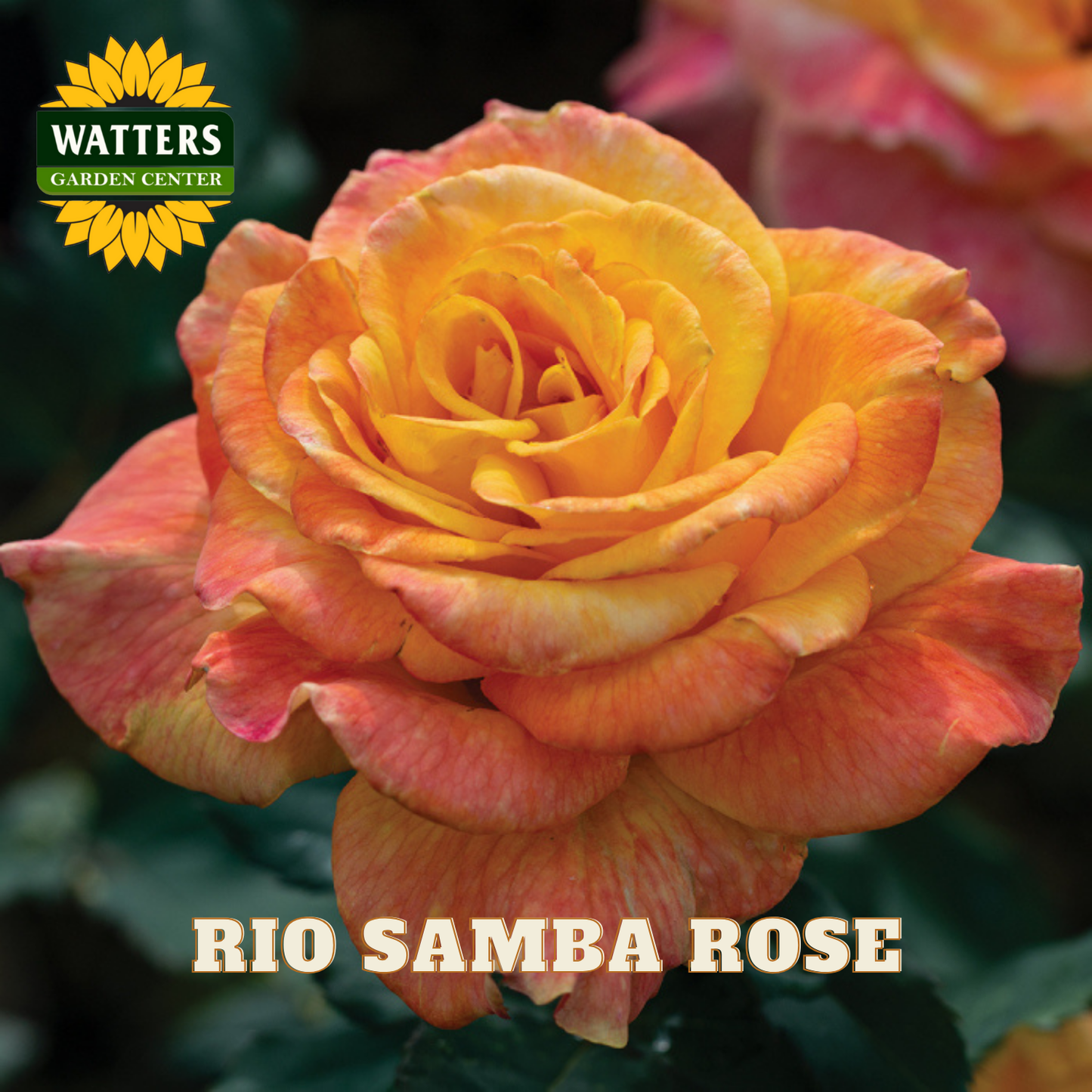 Rio Samba Rose with Watters Garden Center branding