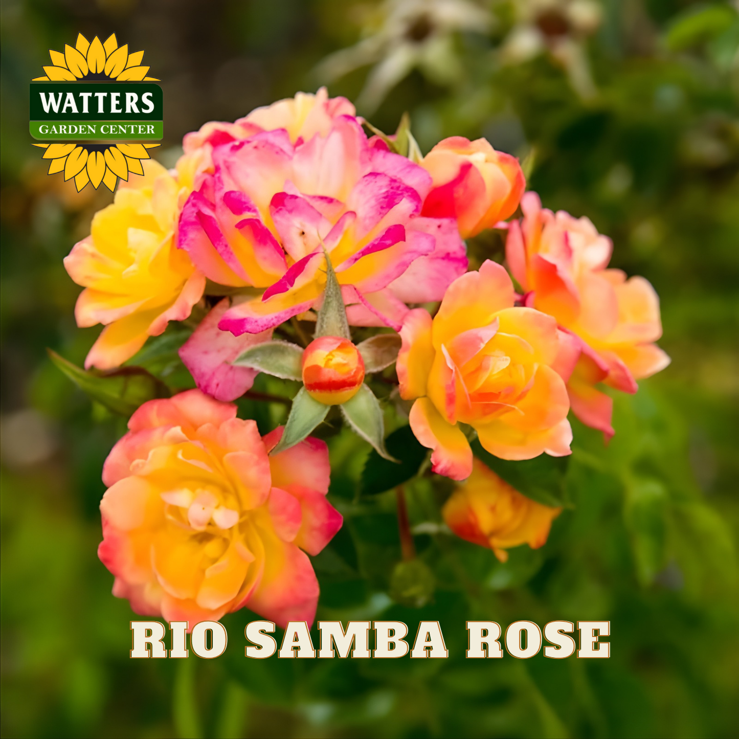 Rio Samba Rose flowers with Watters Garden Center logo