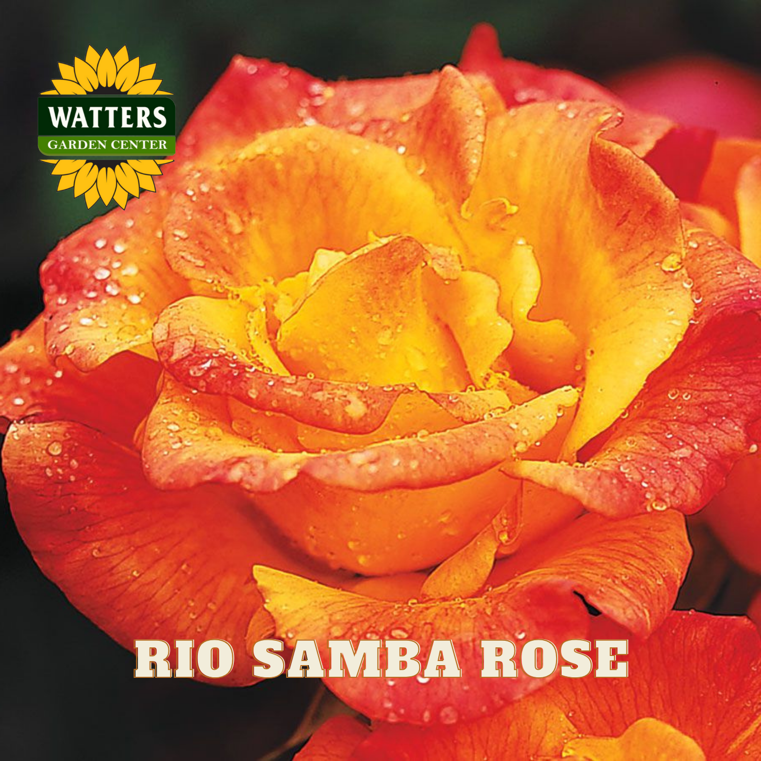 Close-up of a Rio Samba Rose with water droplets, Watters Garden Center logo visible.