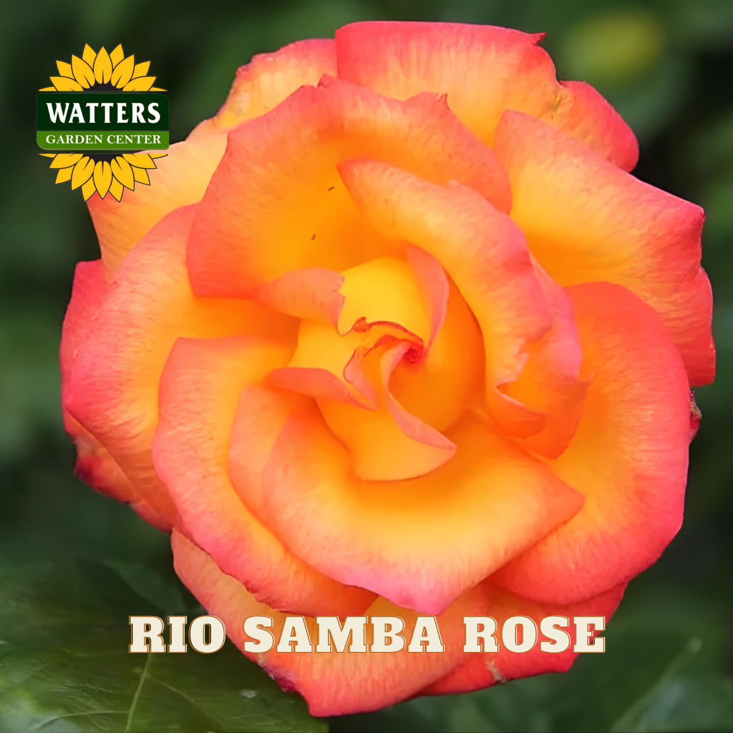Rio Samba Rose with Watters Garden Center branding