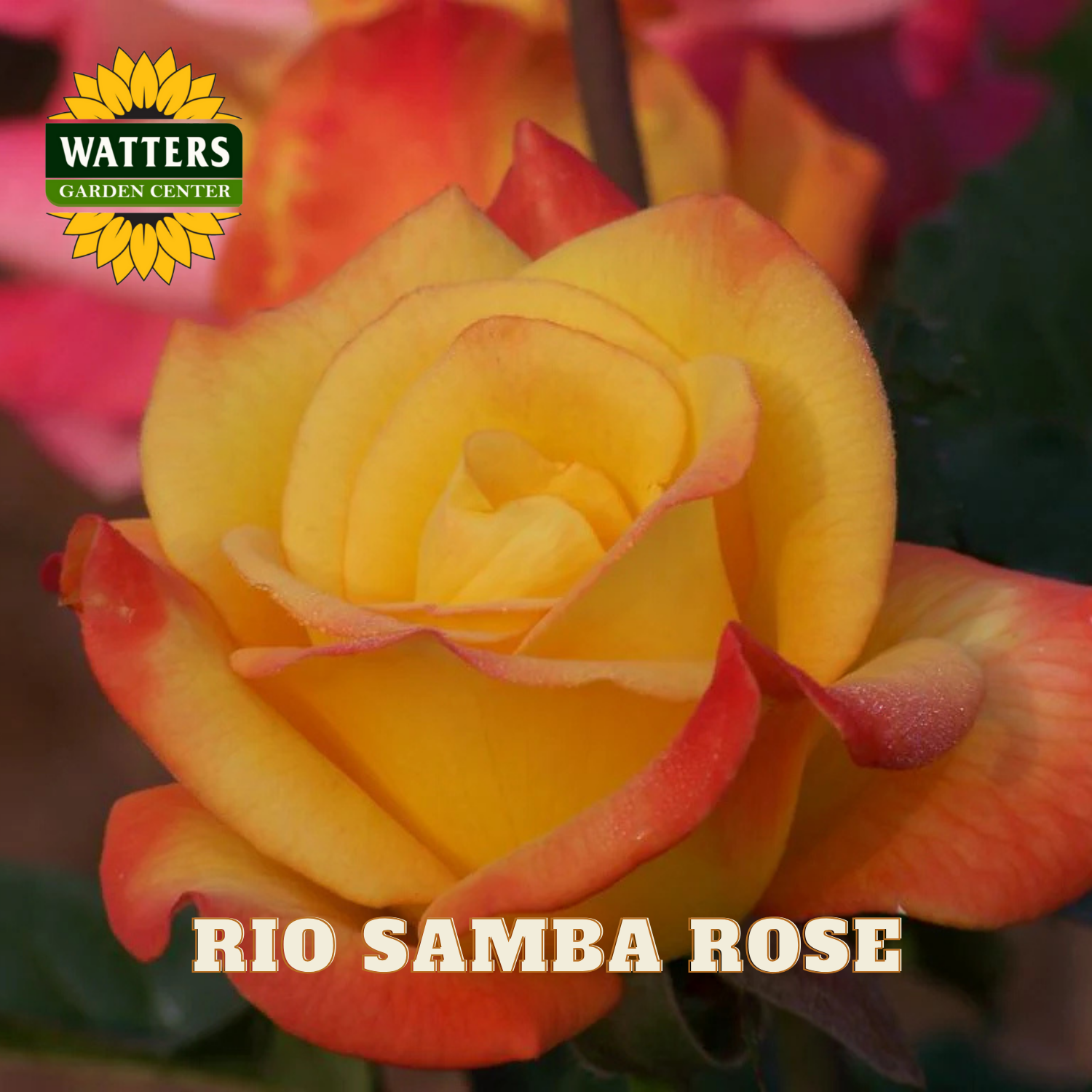 Close-up of a yellow and orange rose with 'Watters Garden Center' logo and 'Rio Samba Rose' text.