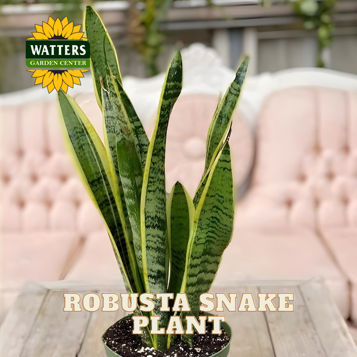 Potted Robusta Snake Plant with Watters Garden Center logo on a blurred background
