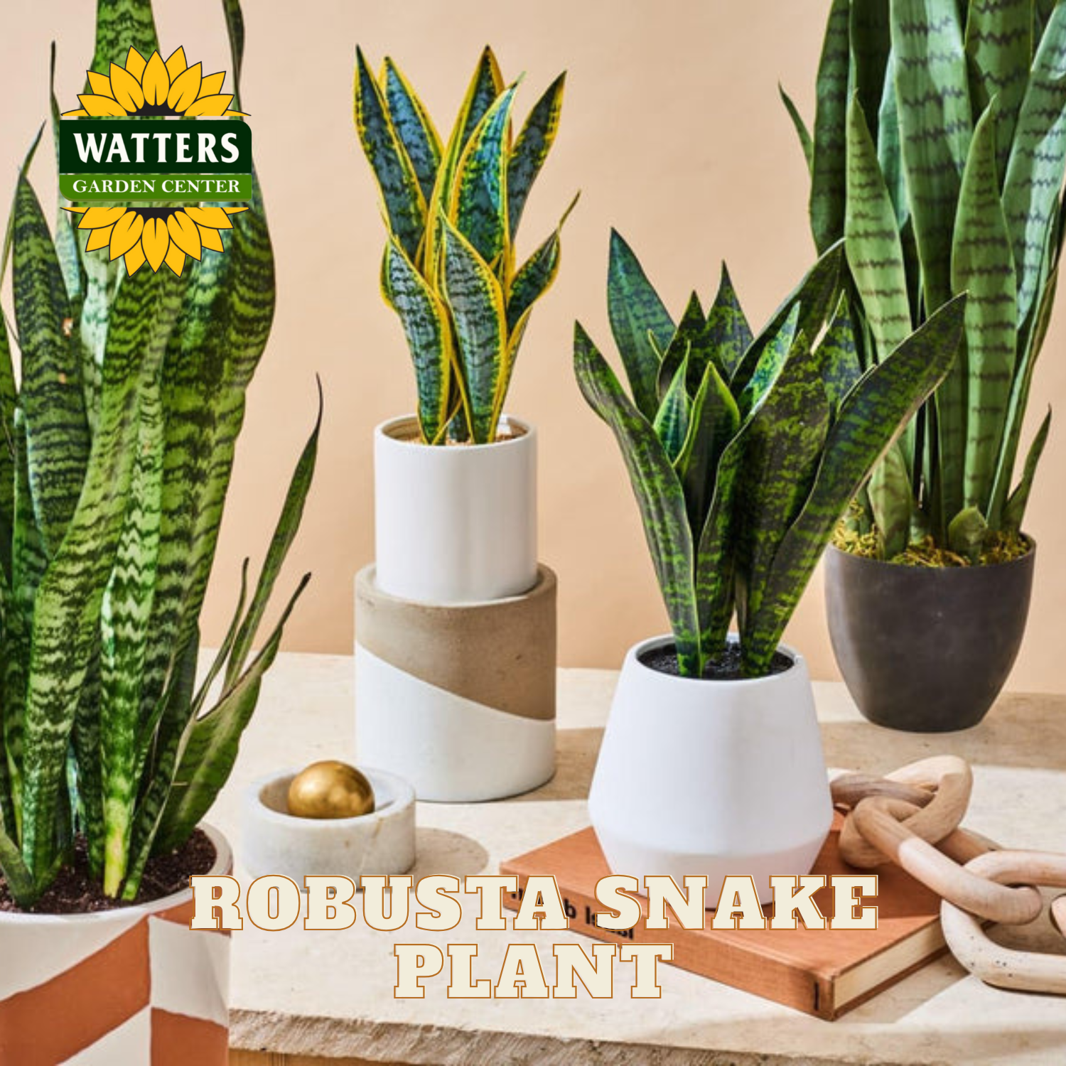 Robusta snake plants in various pots on a table with Watters Garden Center branding.