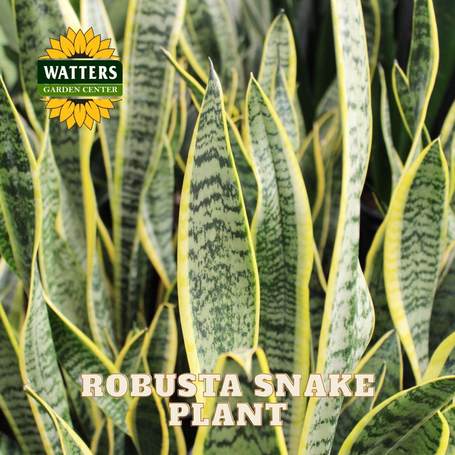 Robusta snake plant with Watters Garden Center branding