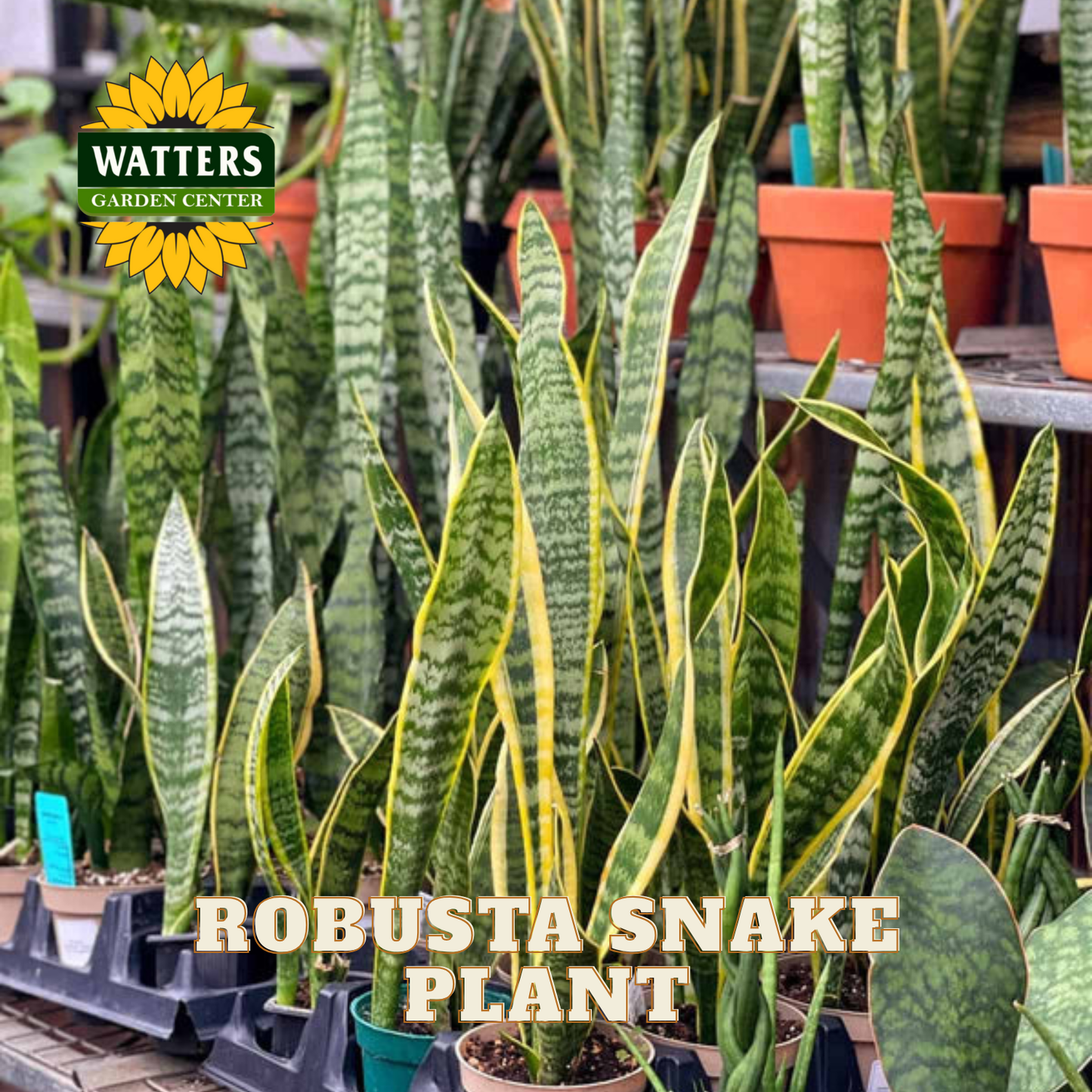 Robusta snake plants in pots with Watters Garden Center logo.
