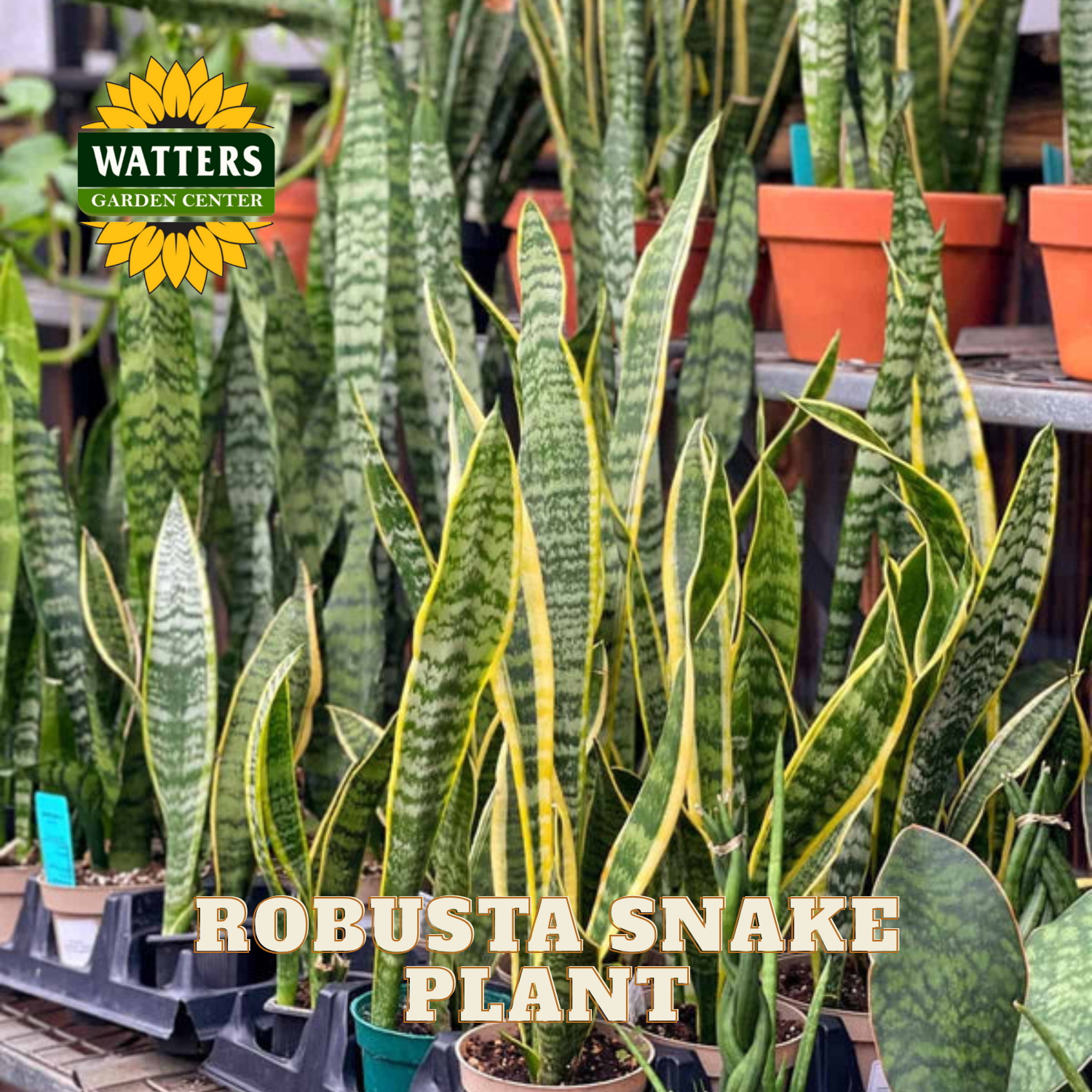 Robusta snake plants in pots with Watters Garden Center logo.