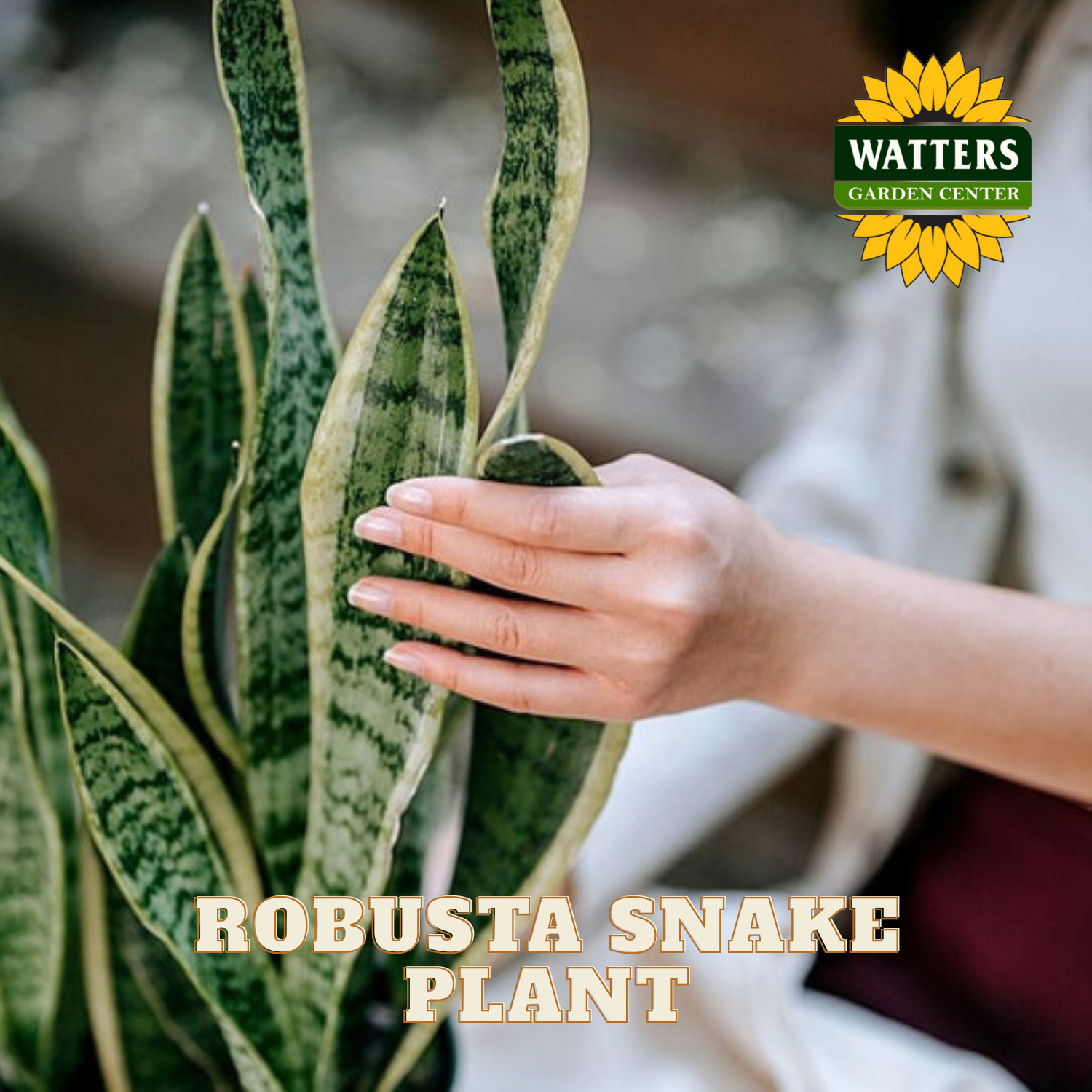 Hand touching a Robusta Snake Plant with Watters Garden Center logo in the corner.
