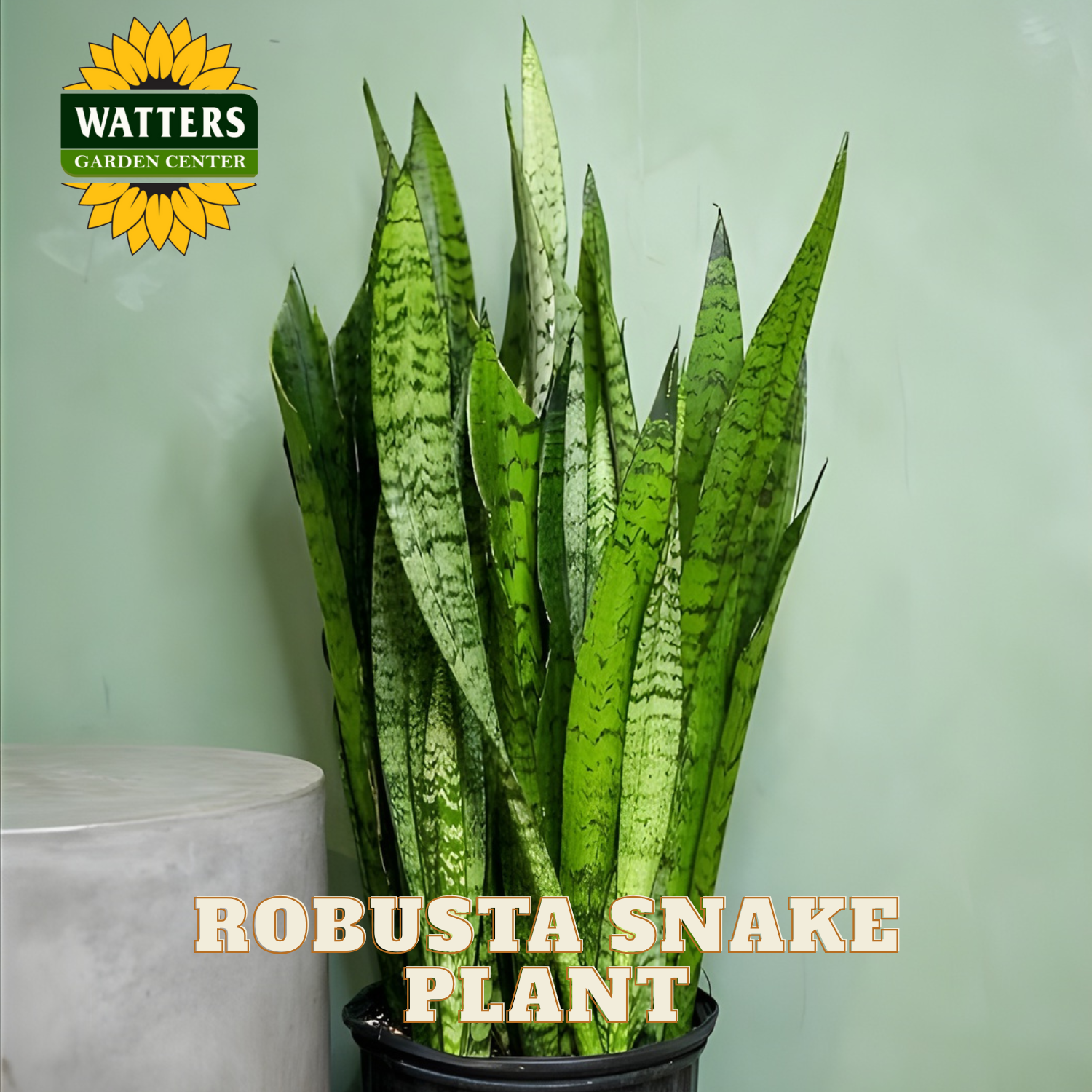 Potted Robusta Snake Plant with Watters Garden Center logo on a light green background
