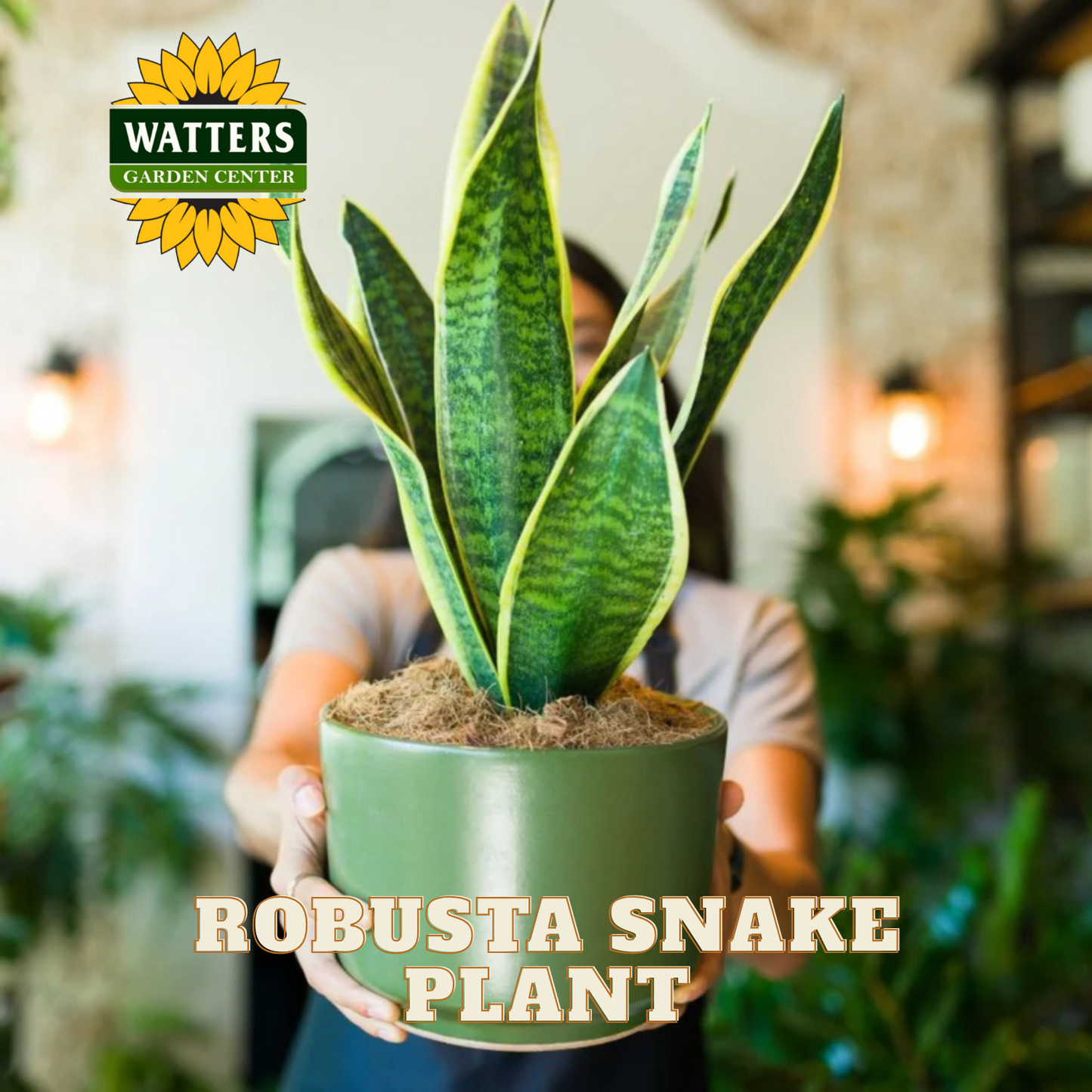 Person holding a potted Robusta Snake Plant with Watters Garden Center logo.
