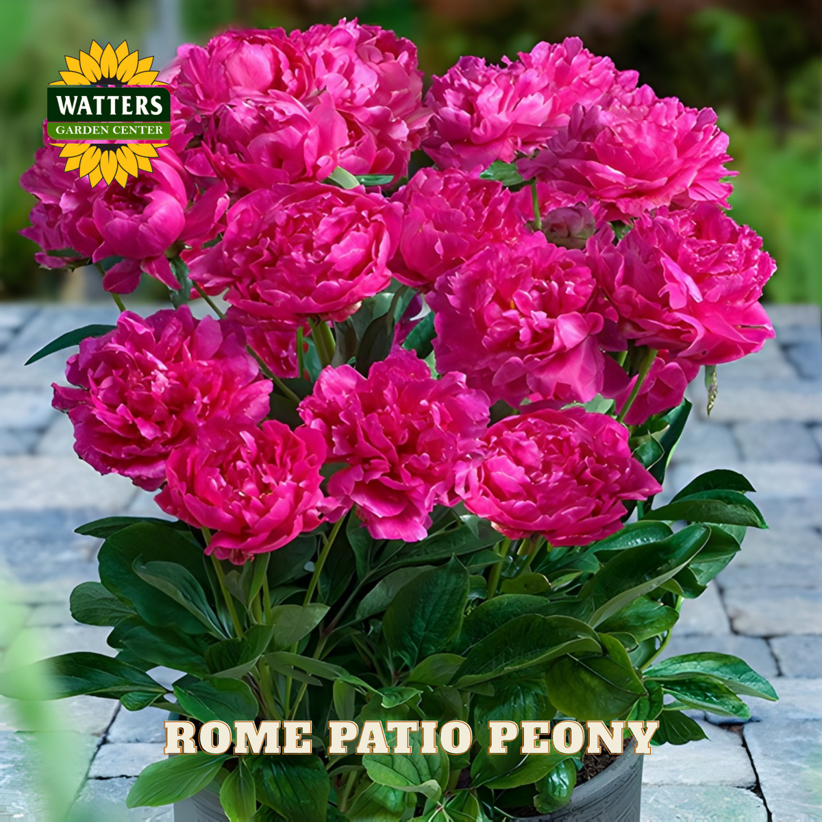 Potted Rome Patio Peony with Watters Garden Center branding
