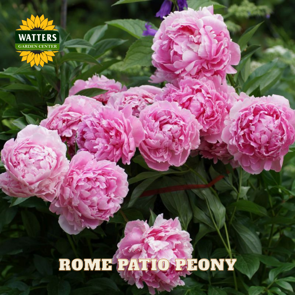 Pink peony flowers with Watters Garden Center logo and 'Rome Patio Peony' text.