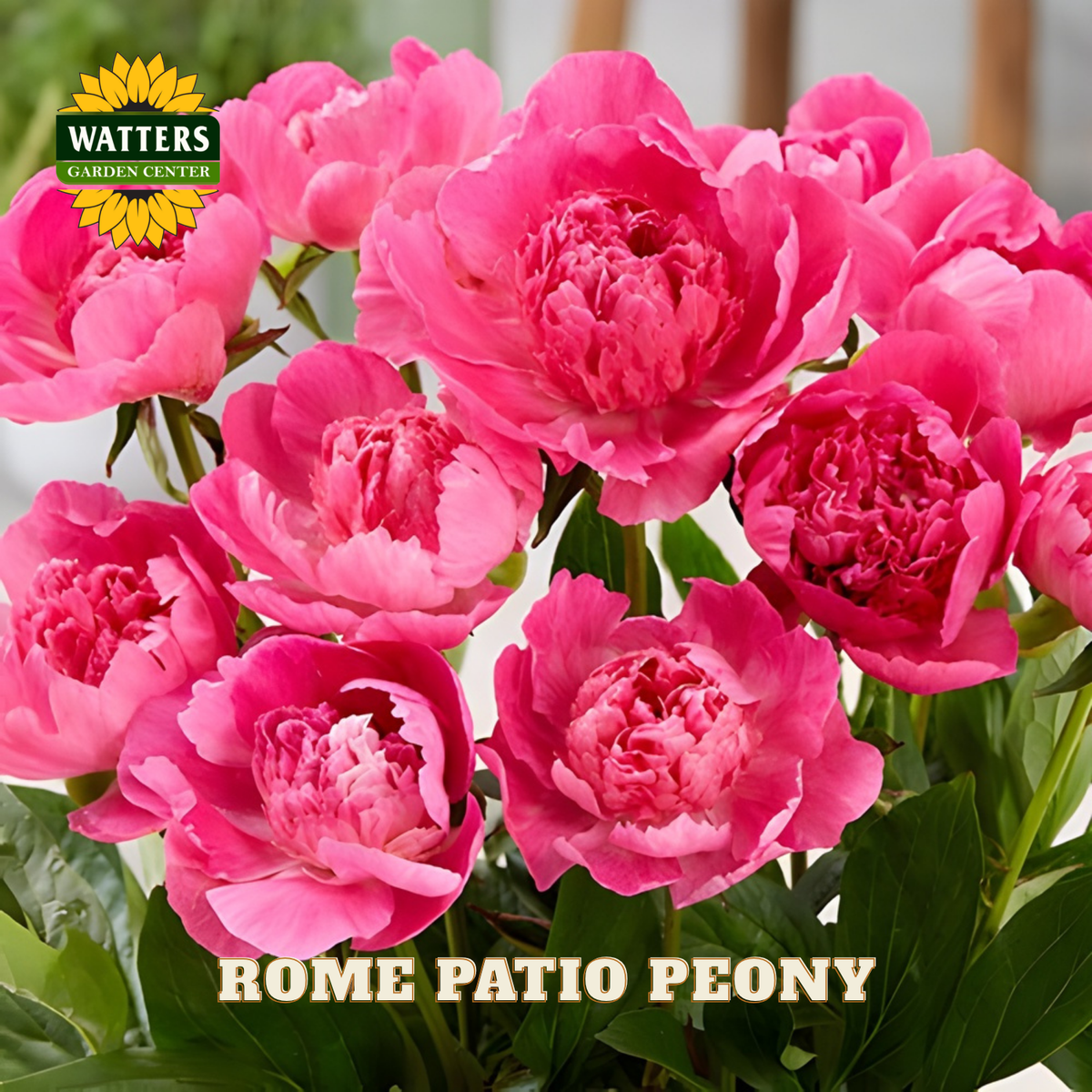 Bouquet of pink peony flowers with Watters Garden Center logo and 'Rome Patio Peony' text.