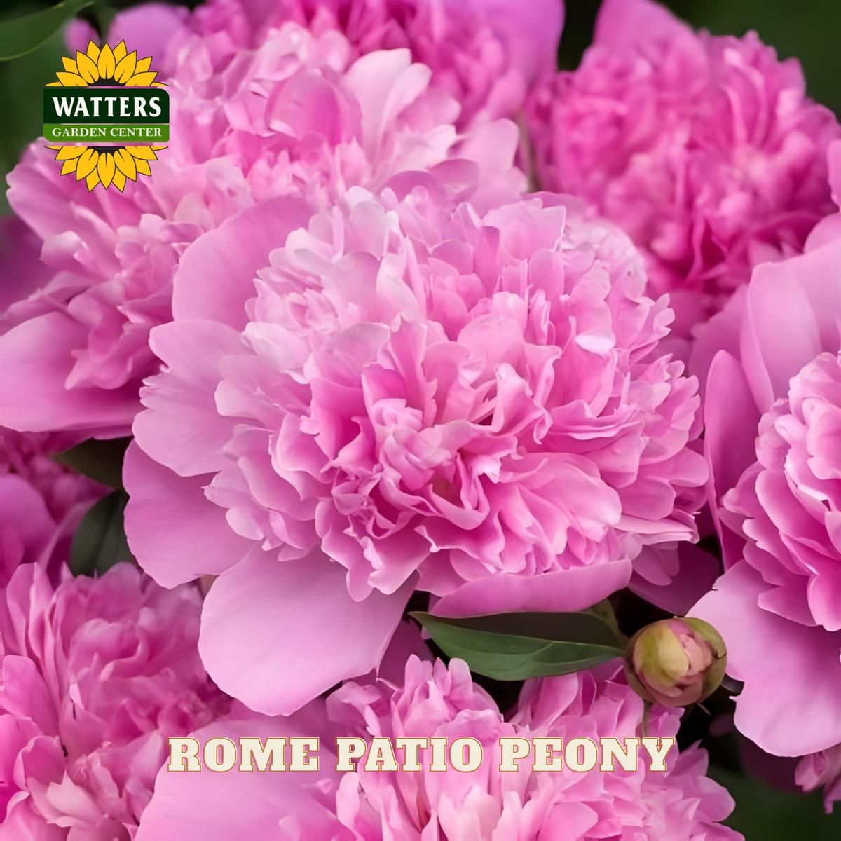 Close-up of pink peony flowers with Watters Garden Center logo and 'Rome Patio Peony' text.
