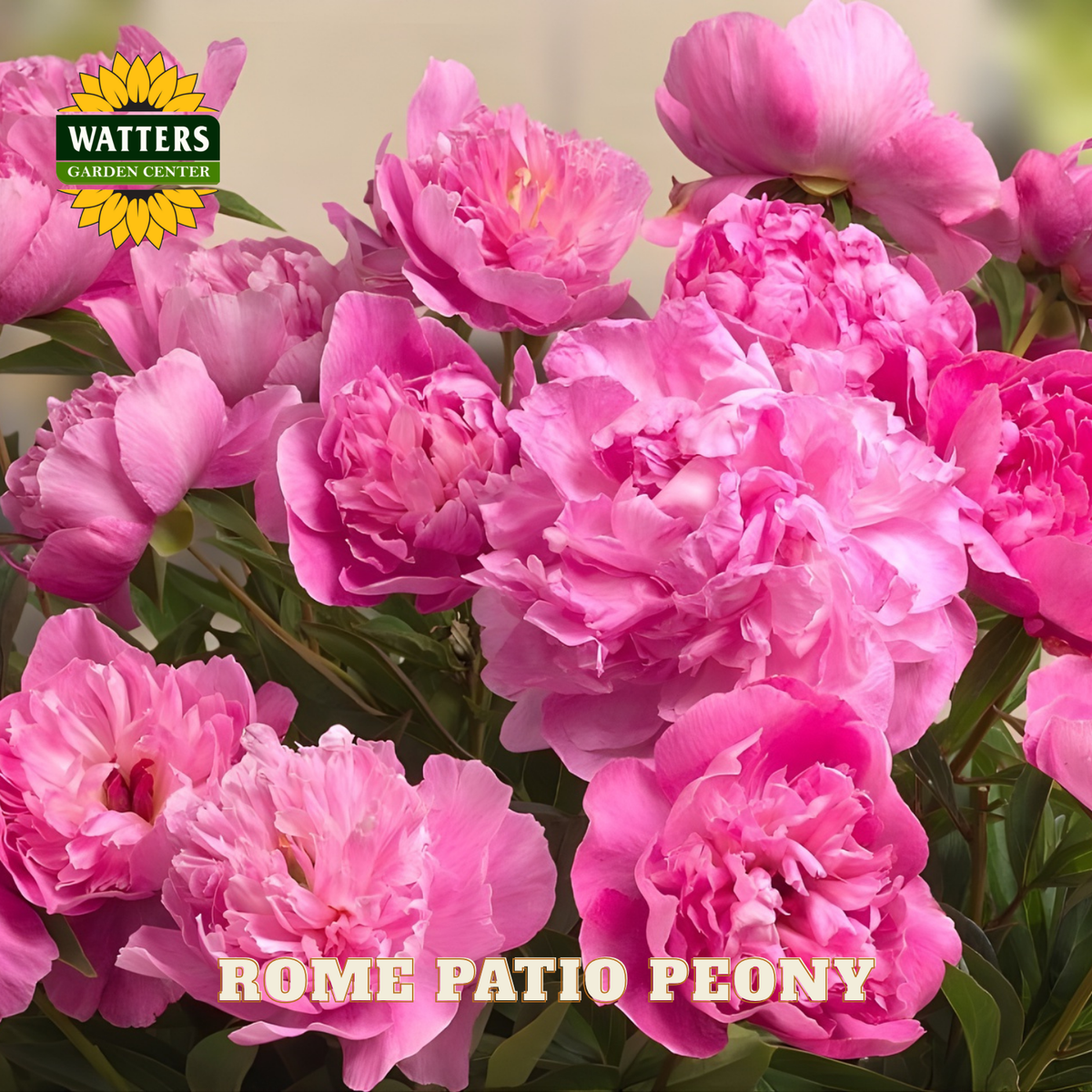 Pink peony flowers with Watters Garden Center logo and 'Rome Patio Peony' text.
