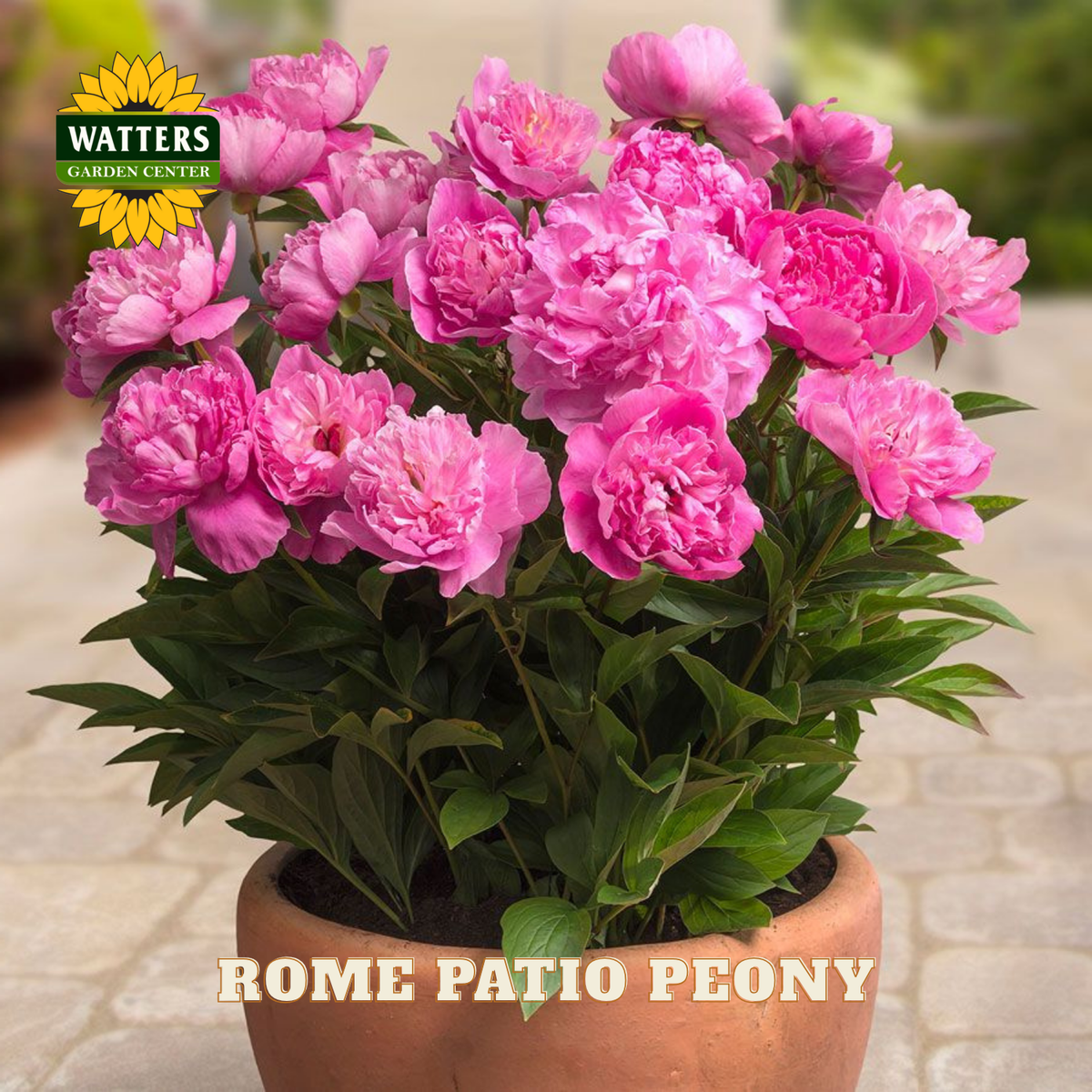 Potted Rome Patio Peony with Watters Garden Center branding