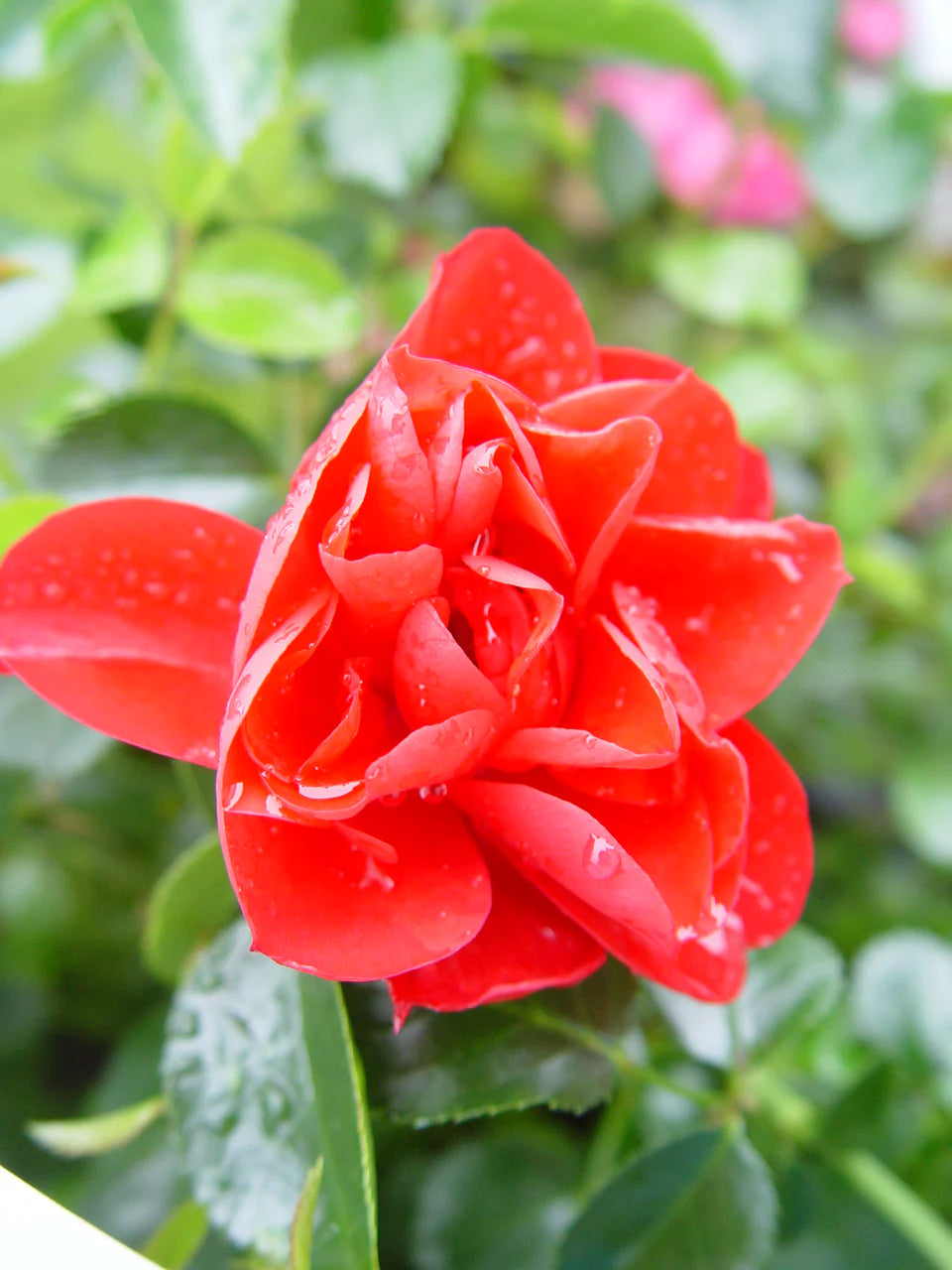 RED CARPET ROSE 2gal