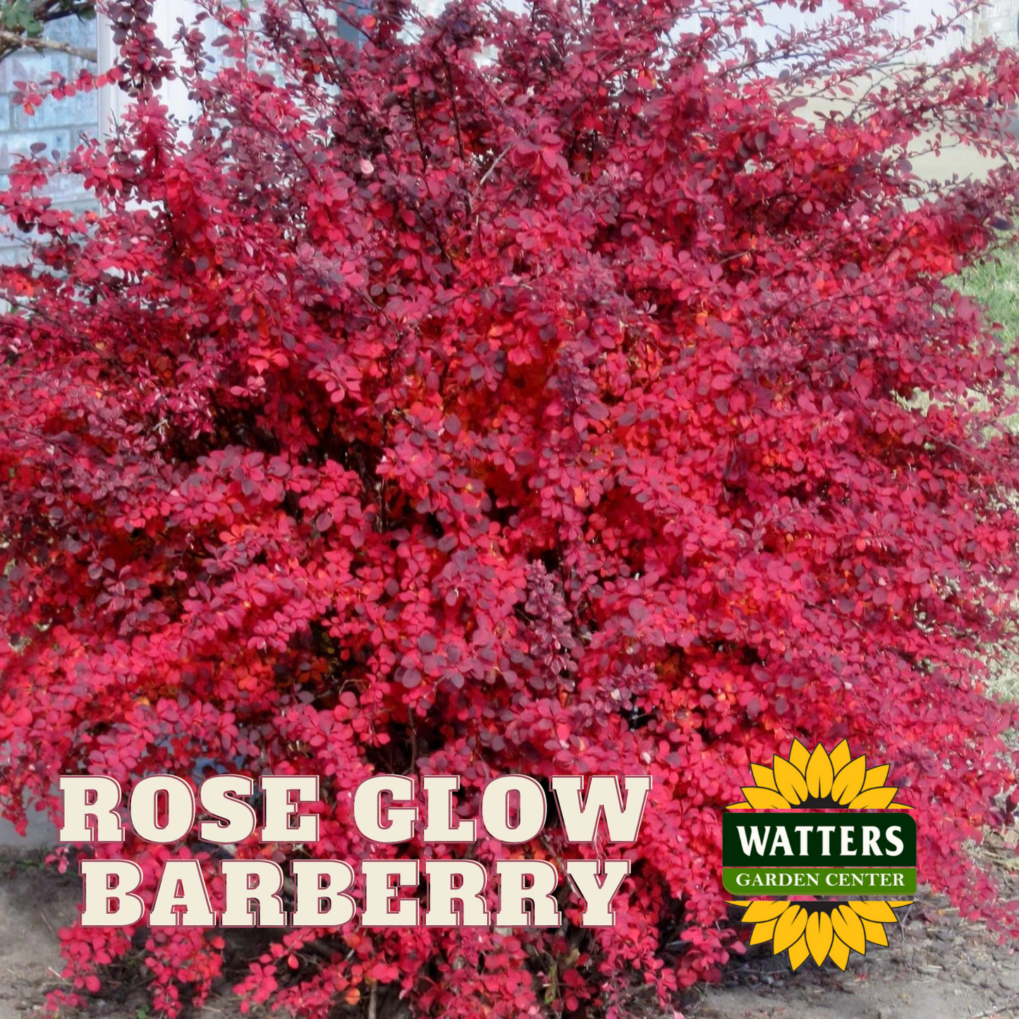 ROSE GLOW BARBERRY 3gal