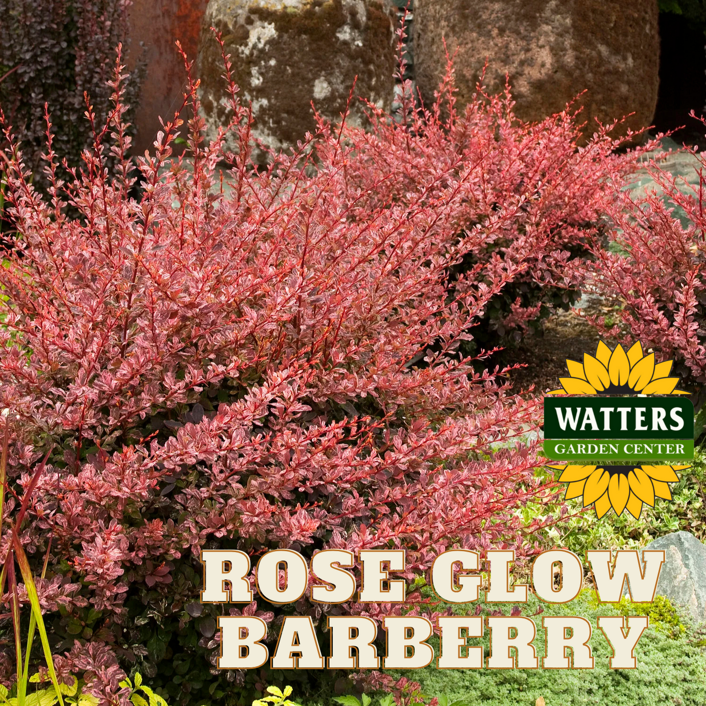 ROSE GLOW BARBERRY 3gal