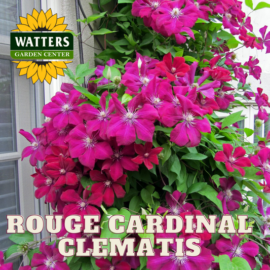 ROUGE CARDINAL CLEMATIS 1gal
