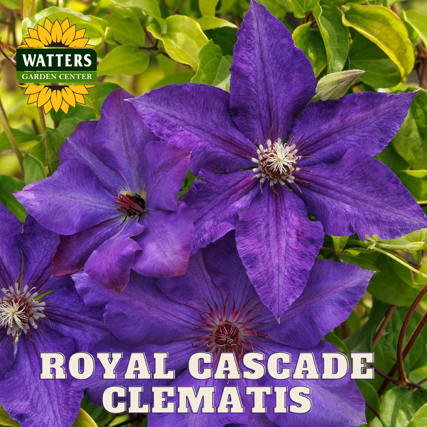 ROYAL CASCADE CLEMATIS 1gal