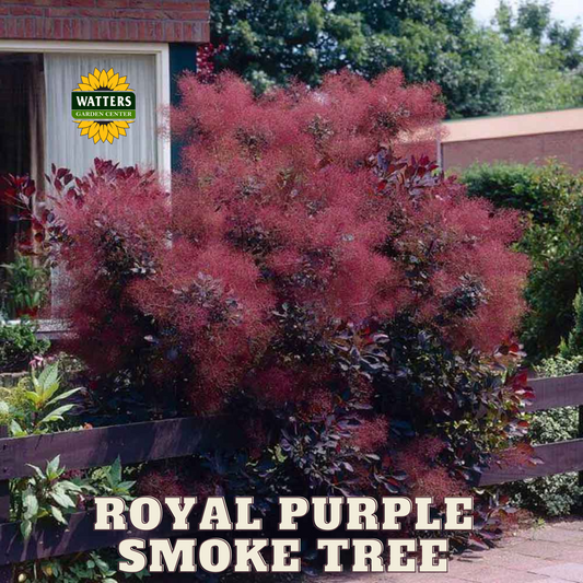 ROYAL PURPLE SMOKE TREE 2gal
