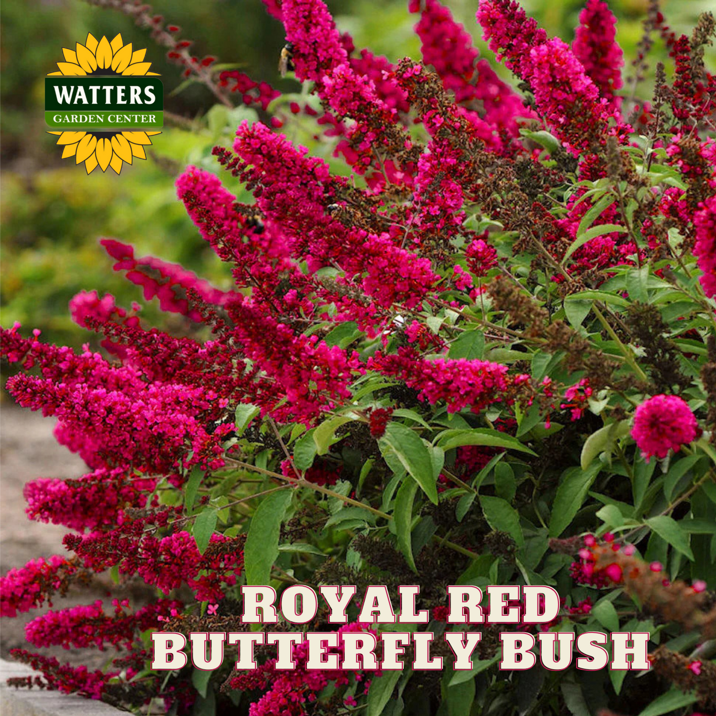 ROYAL RED BUTTERFLY BUSH 3/5gal