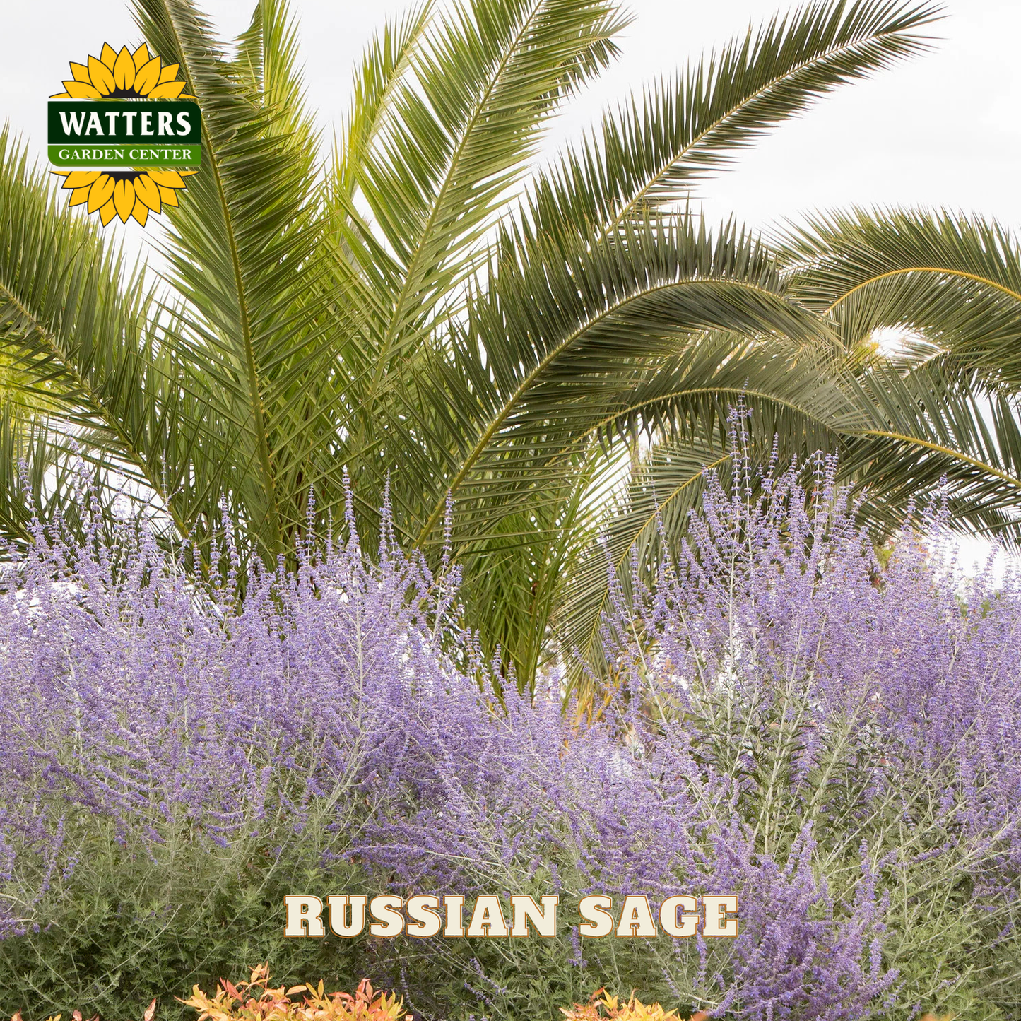 Russian sage with palm trees and Watters Garden Center logo