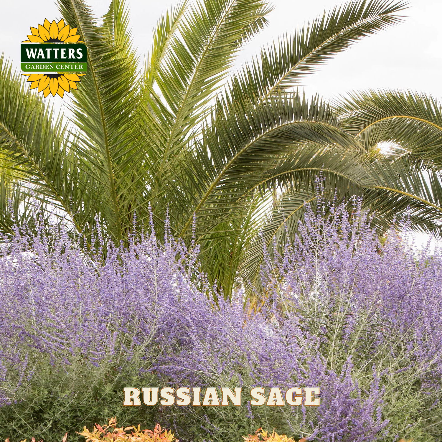 Russian sage with palm trees and Watters Garden Center logo