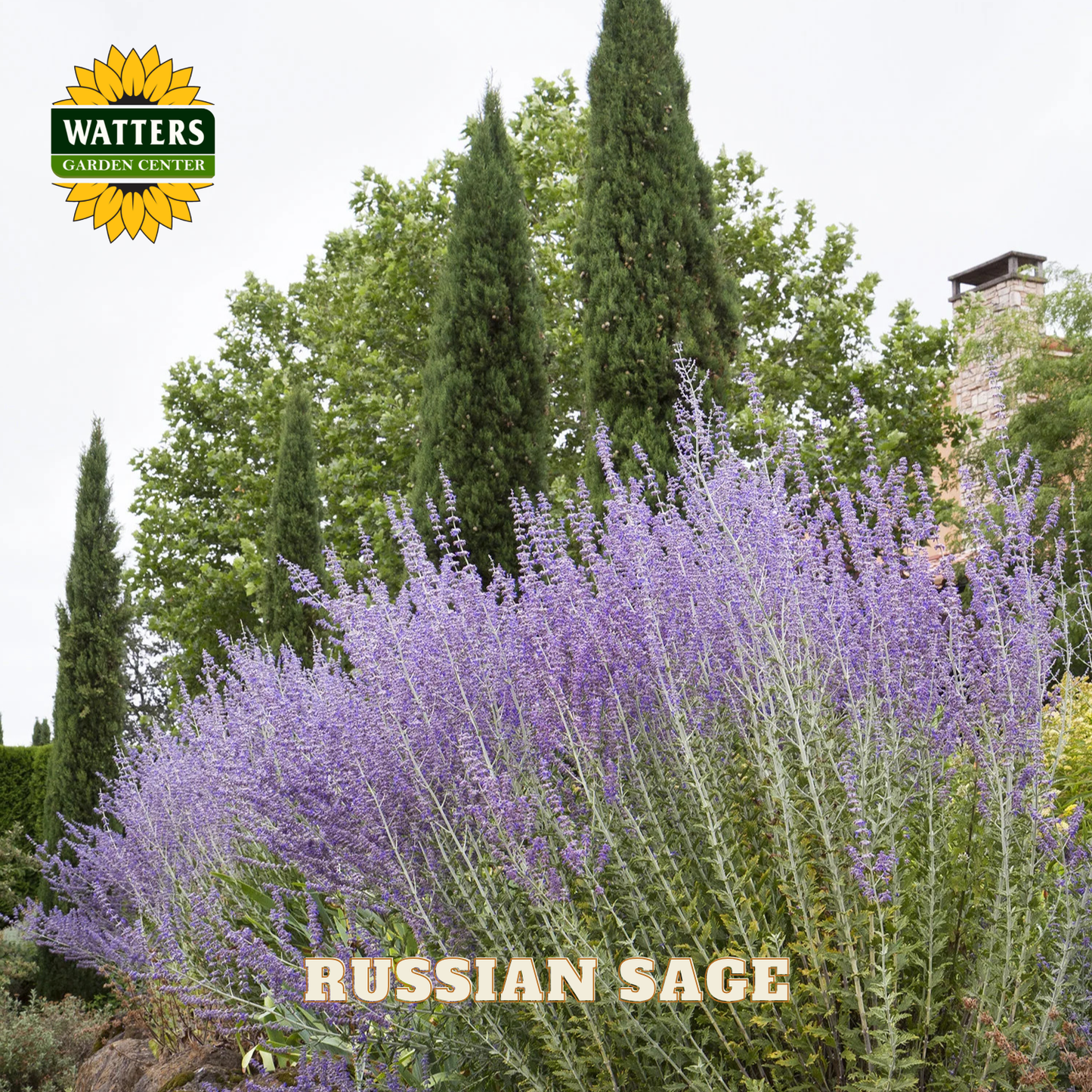 Russian Sage plant with Watters Garden Center branding in the background